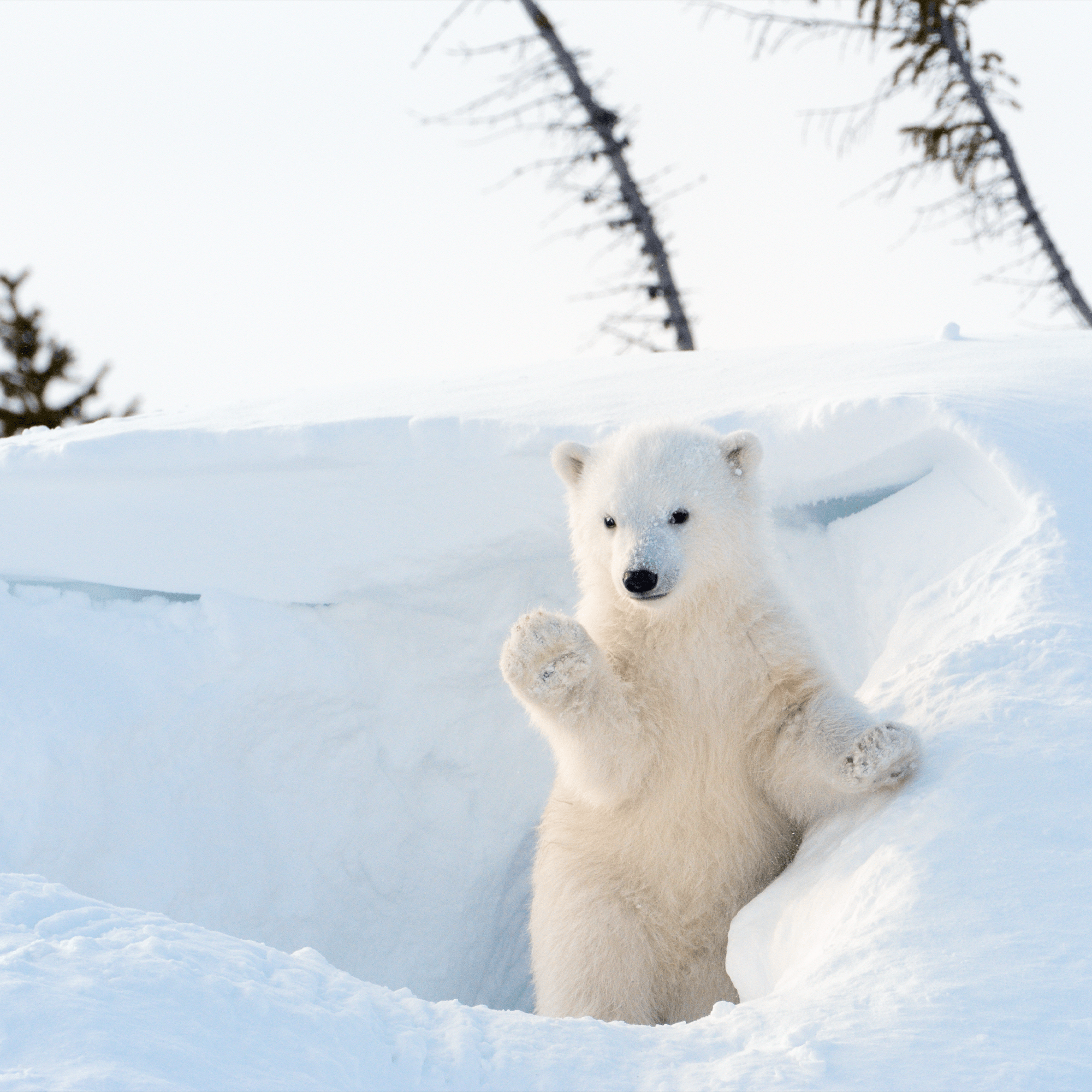 Ensemble d’adoption de l'ours blanc