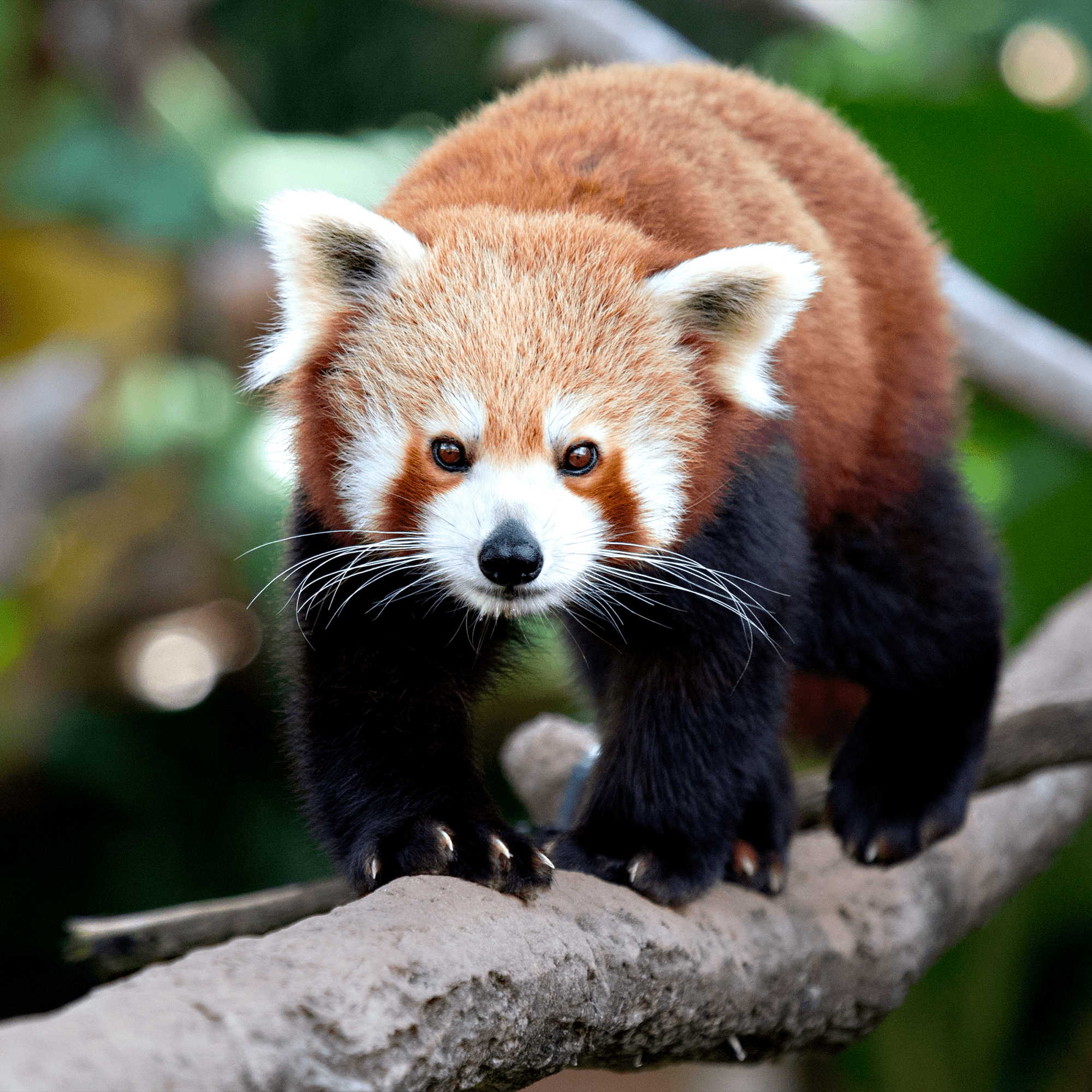 Ensemble d’adoption de famille de pandas roux