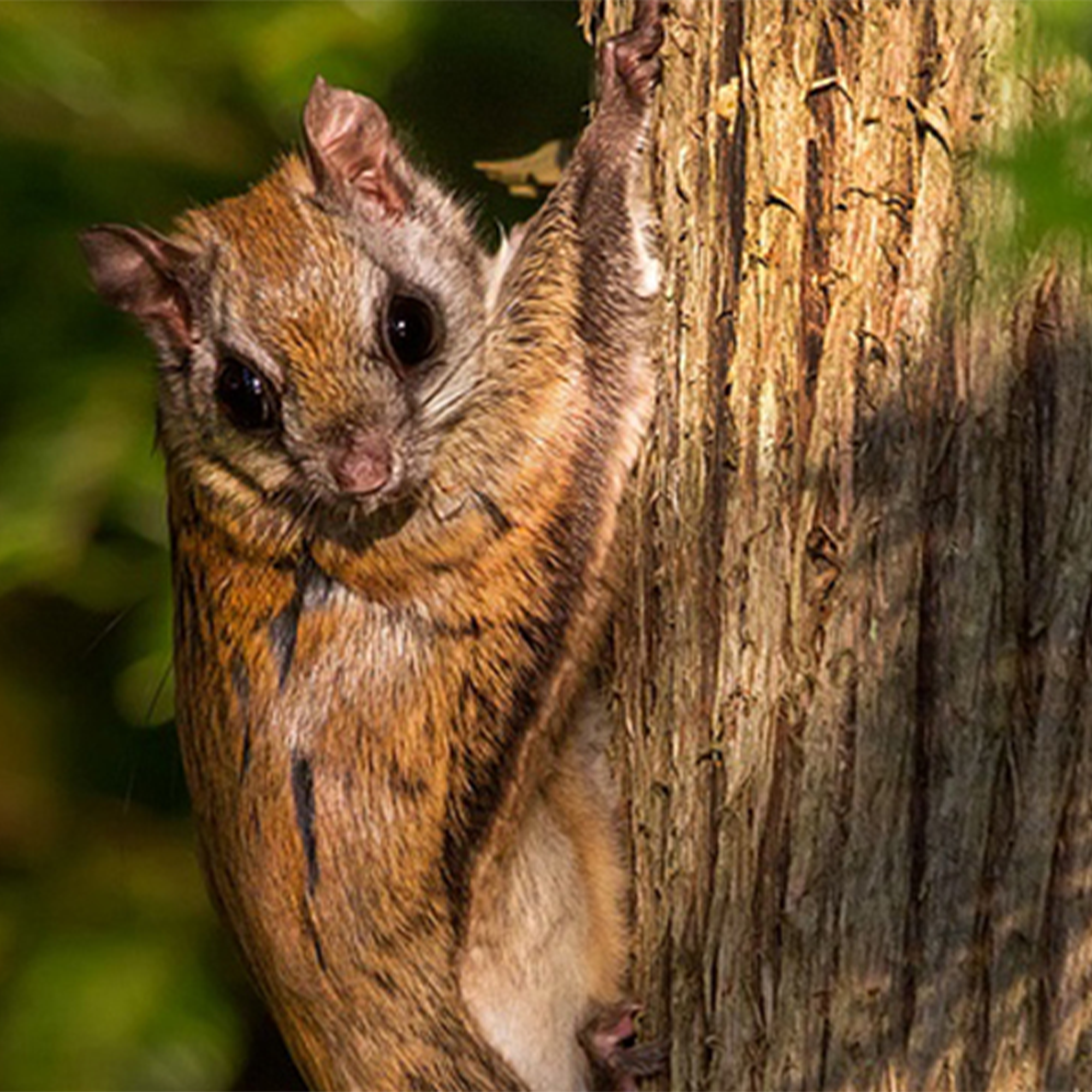 Ensemble d’adoption du polatouche