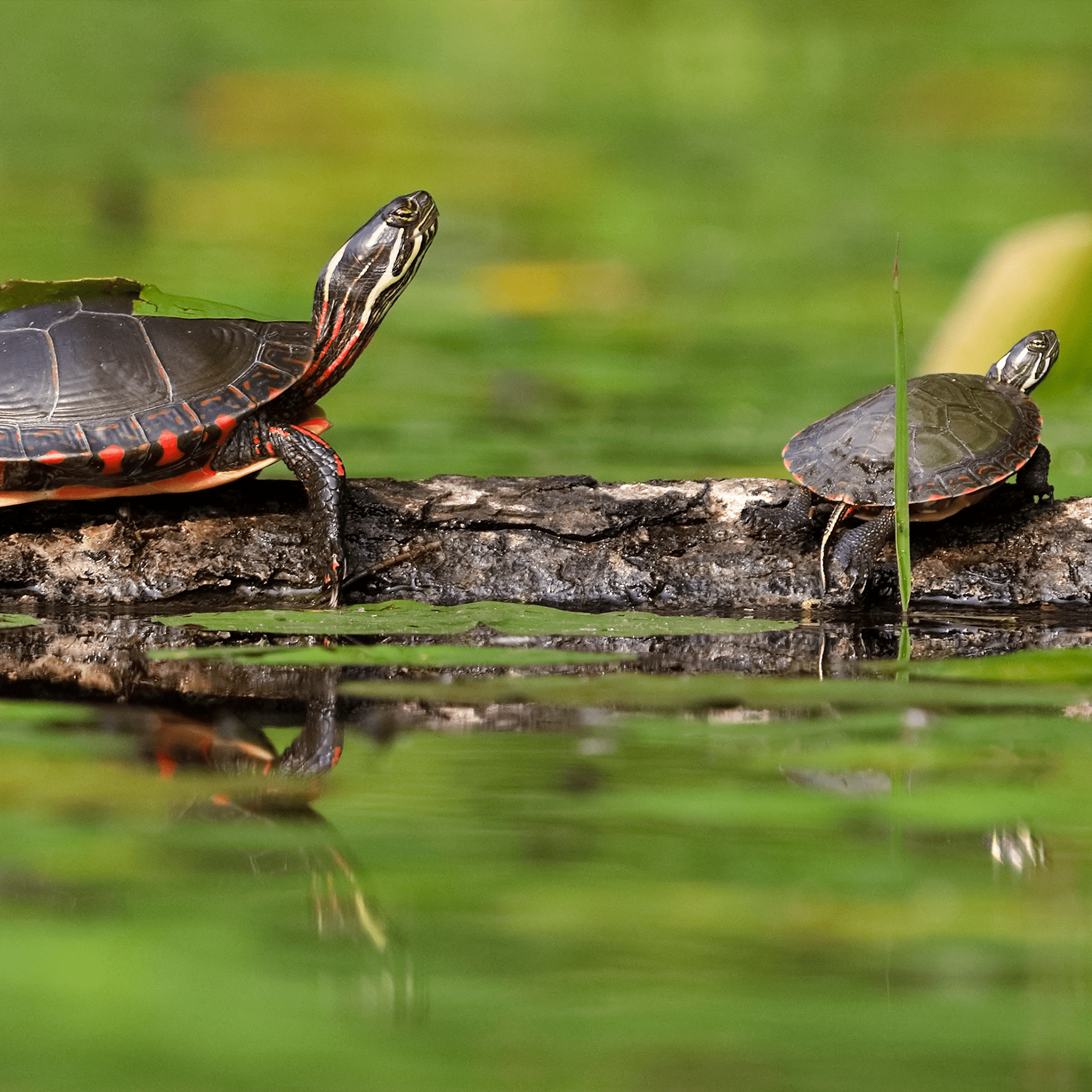 Ensemble d’adoption de la tortue peinte du Centre