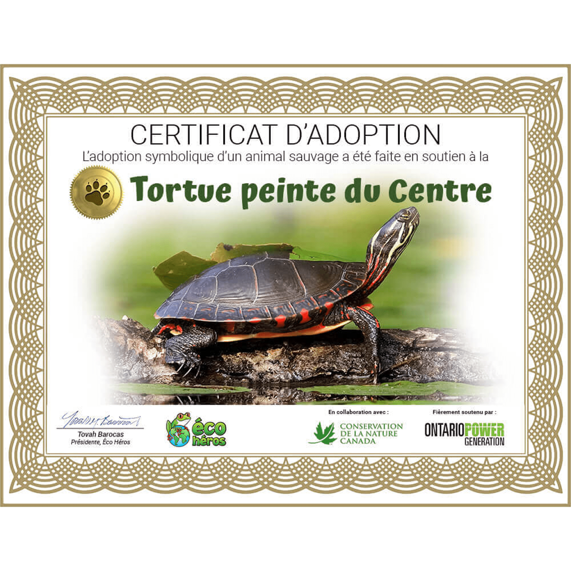 Ensemble d’adoption de la tortue peinte du Centre - Peluche
