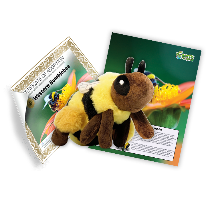 Western Bumblebee Adoption Kit