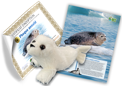 Ensemble d’adoption de phoque annelé - Peluche