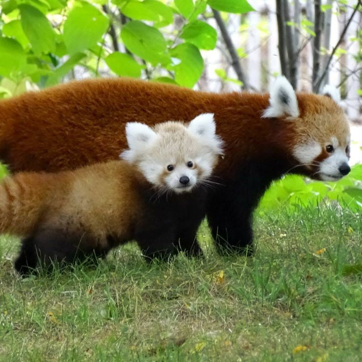 Red Panda Family Adoption Kit - Plush Bundle