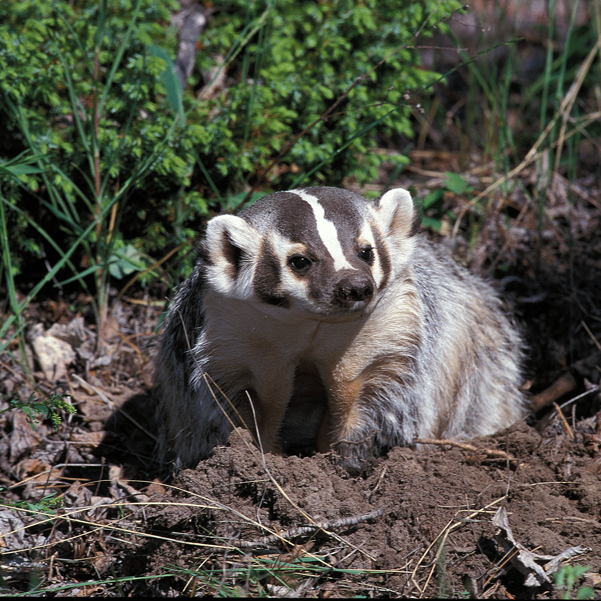 American Badger Adoption Kit 