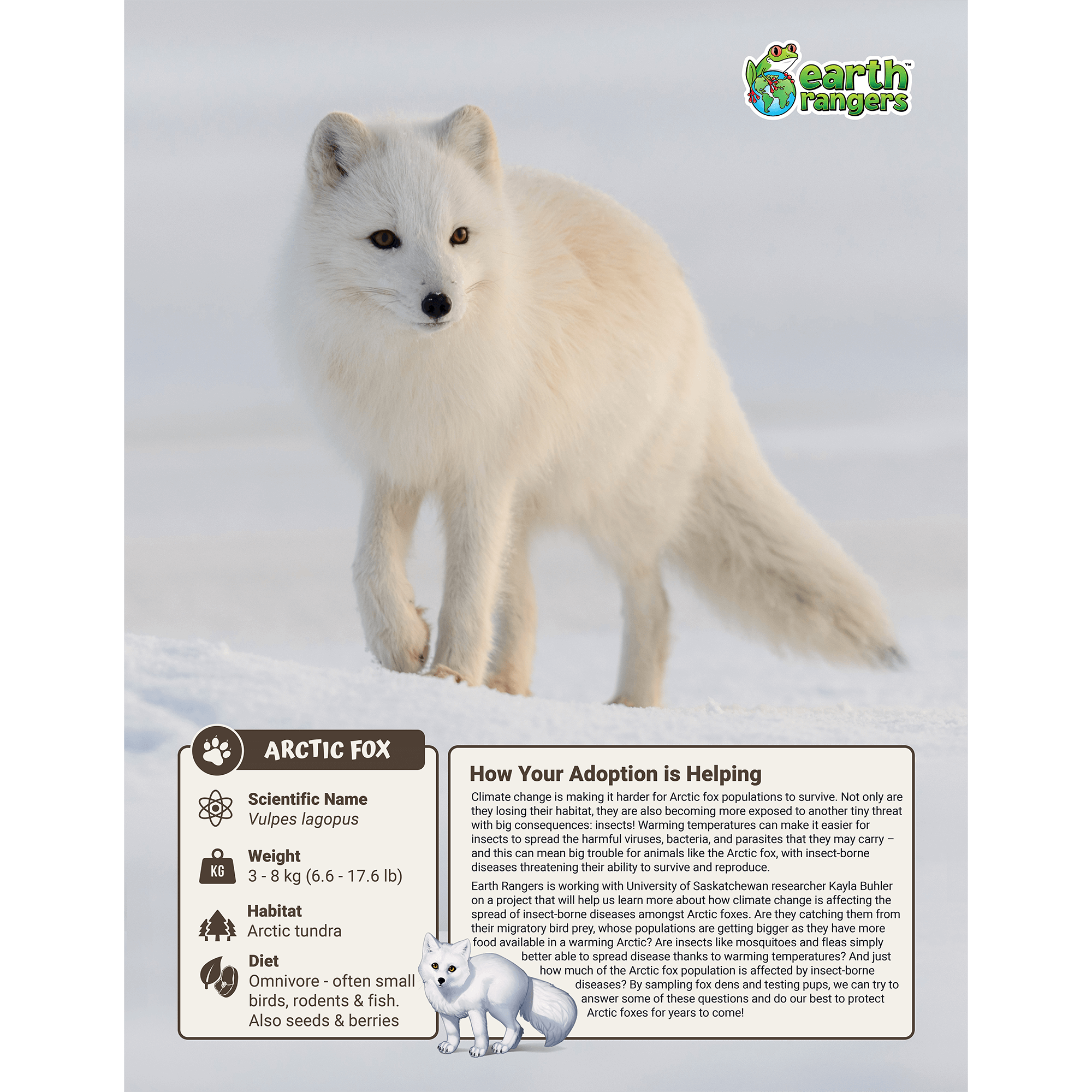 Arctic Fox Adoption Kit