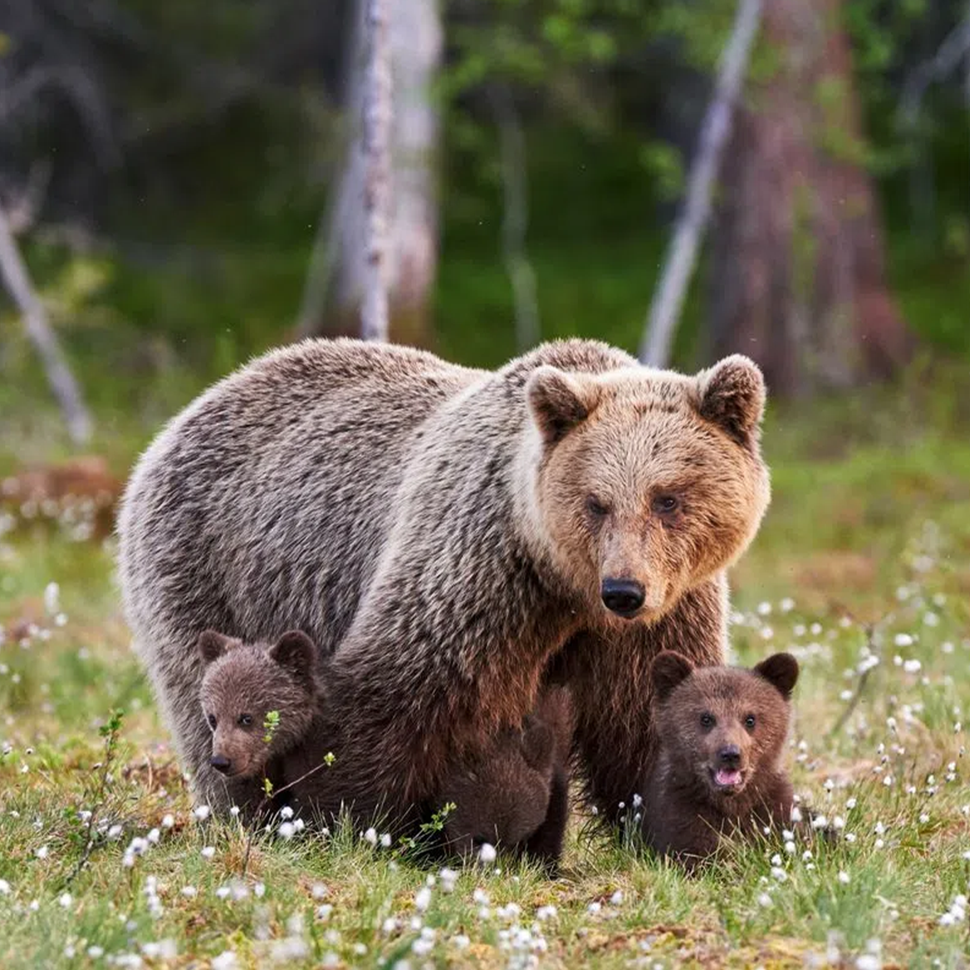 Grizzly Bear Adoption Kit