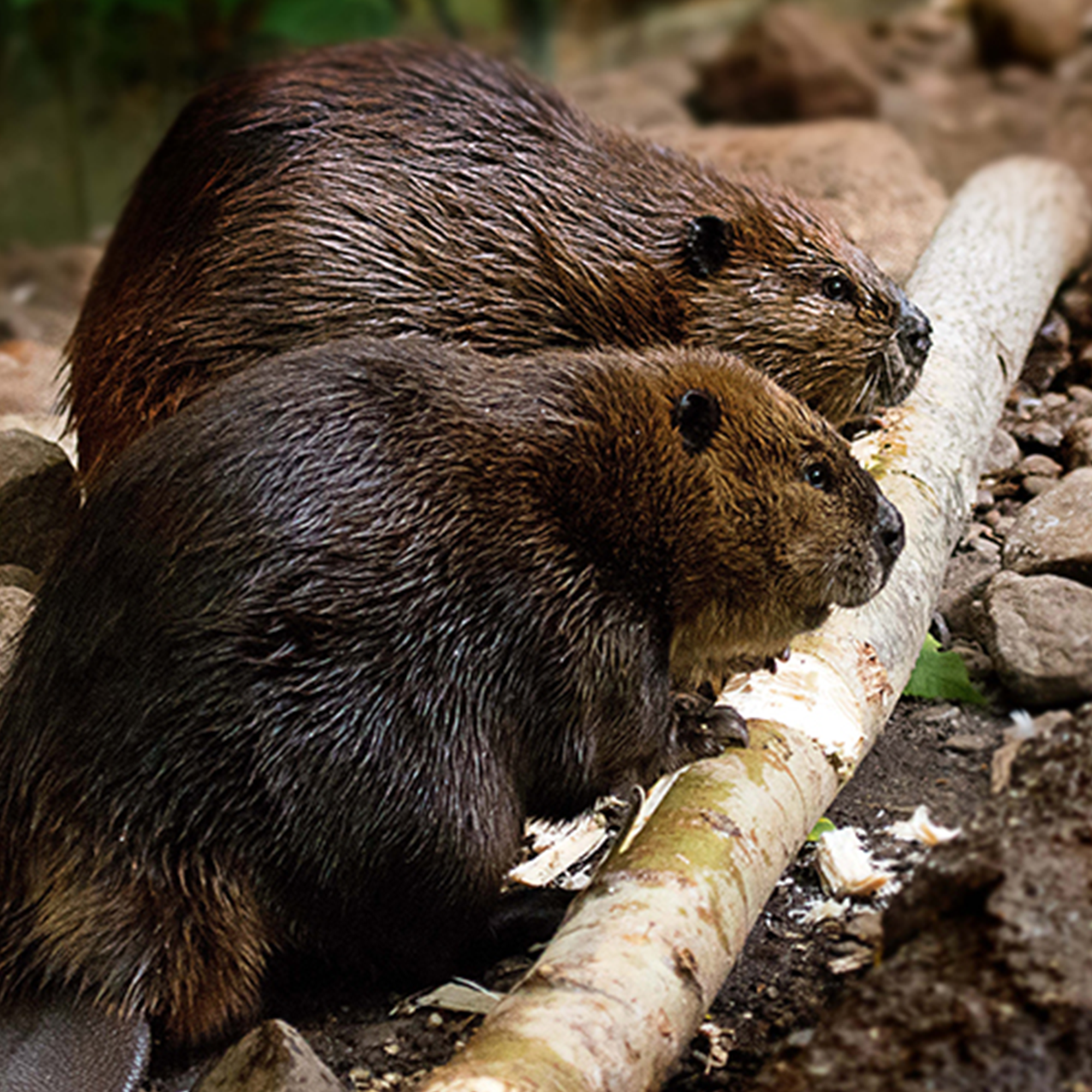 Beaver Adoption Kit