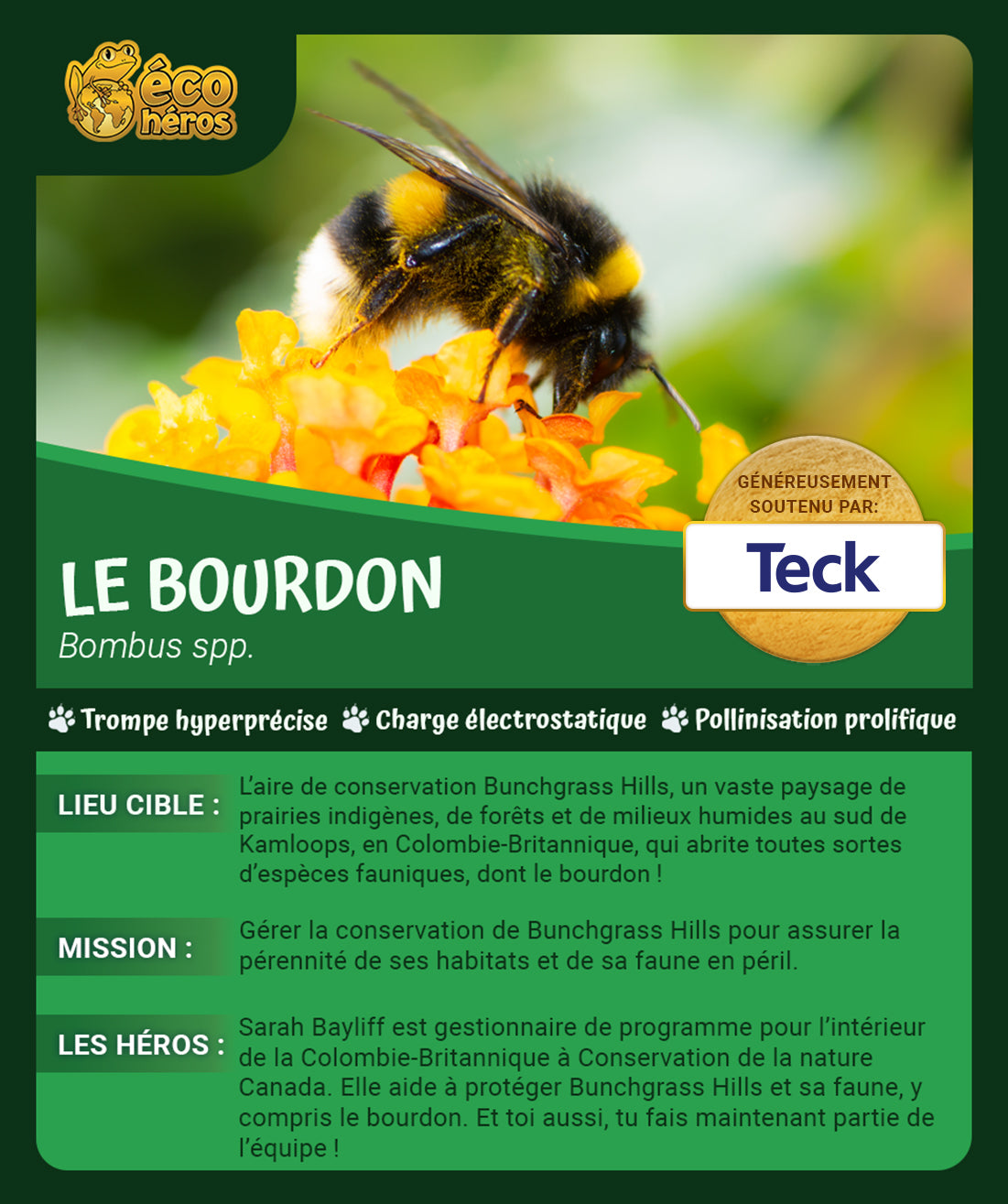 Ensemble d’adoption de bourdon de l’Ouest - Peluche