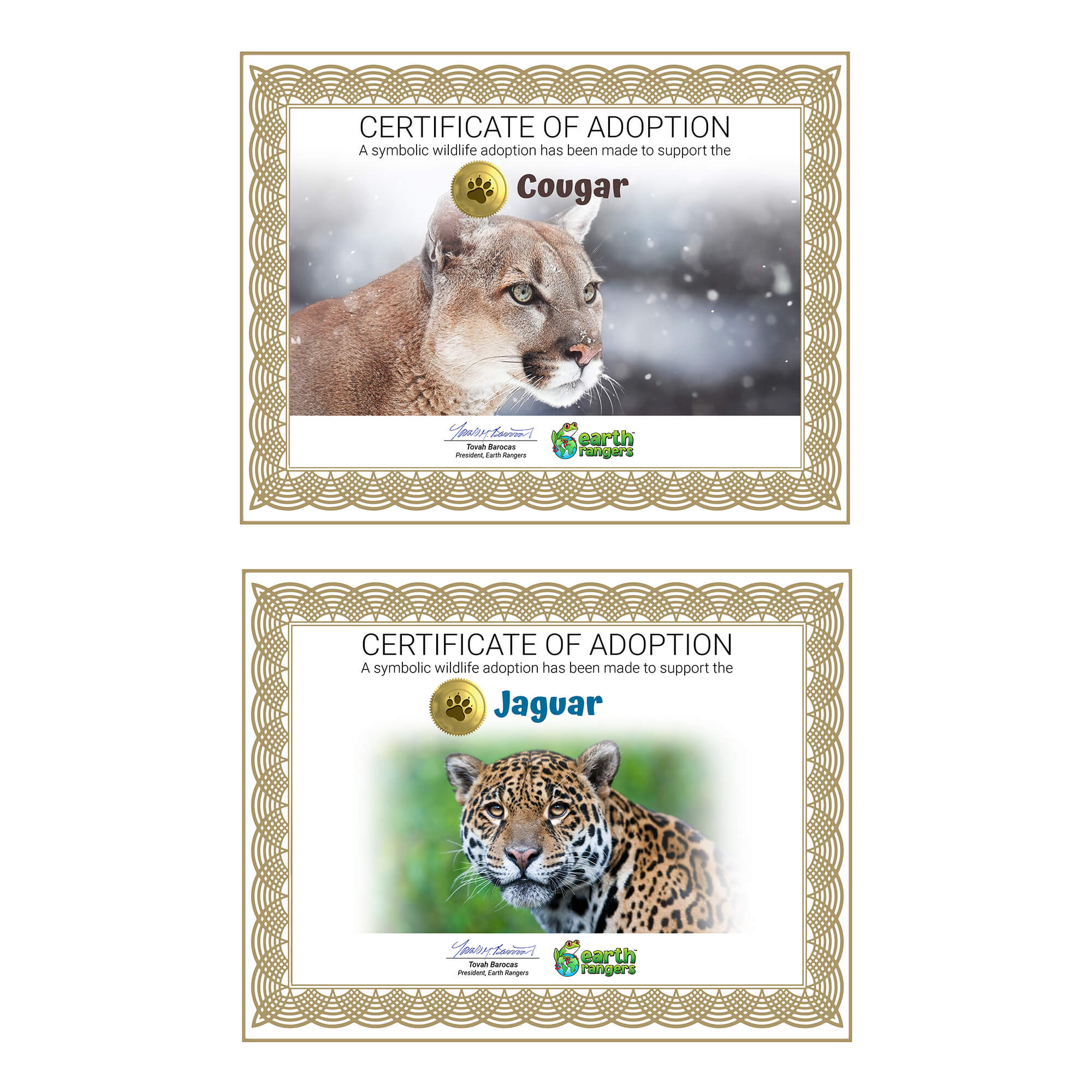 Big Cats