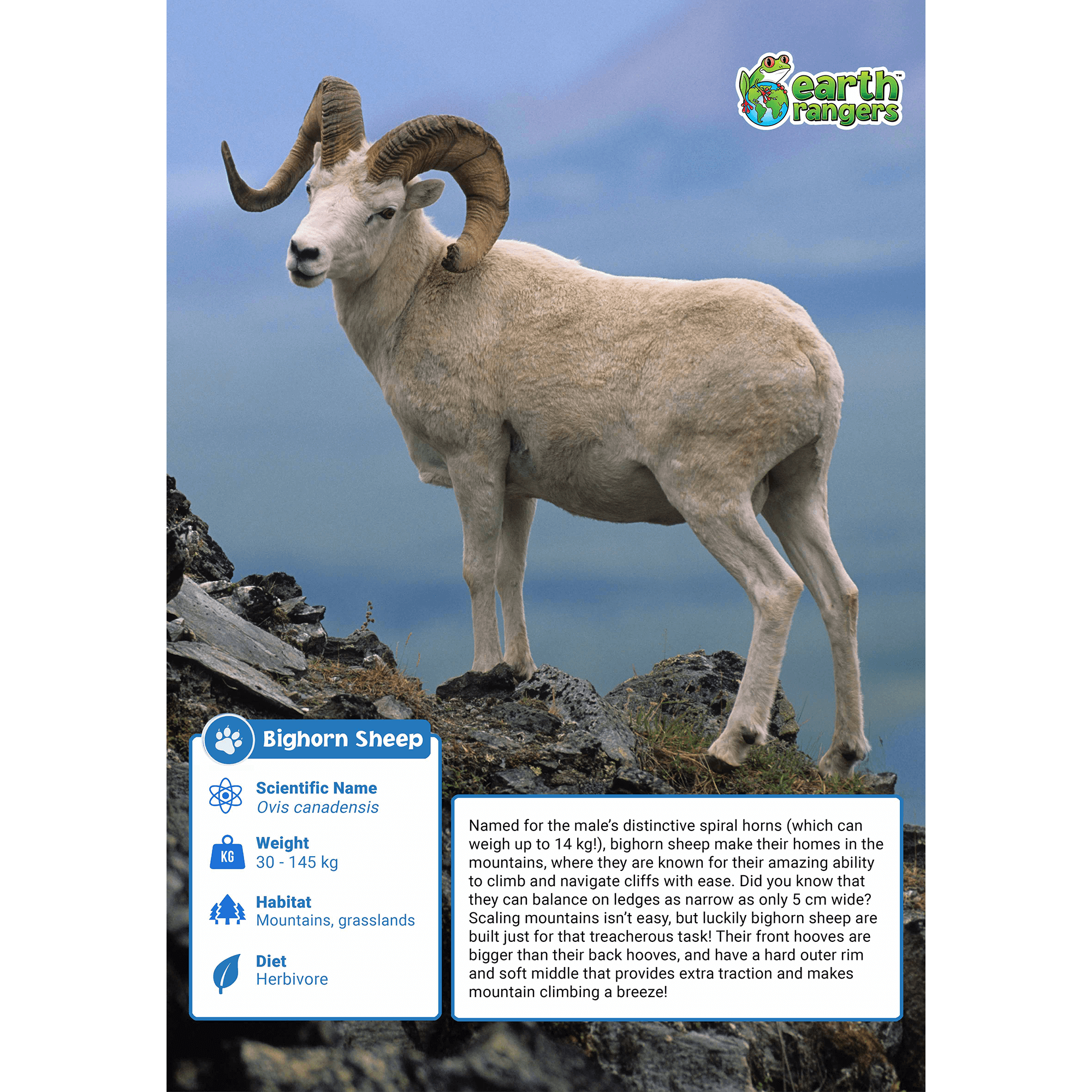 Bighorn Sheep Adoption Kit