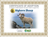 Bighorn Sheep Adoption Kit - Plush Bundle