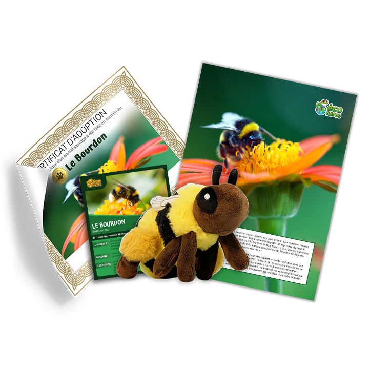 Ensemble d’adoption de bourdon de l’Ouest - Peluche