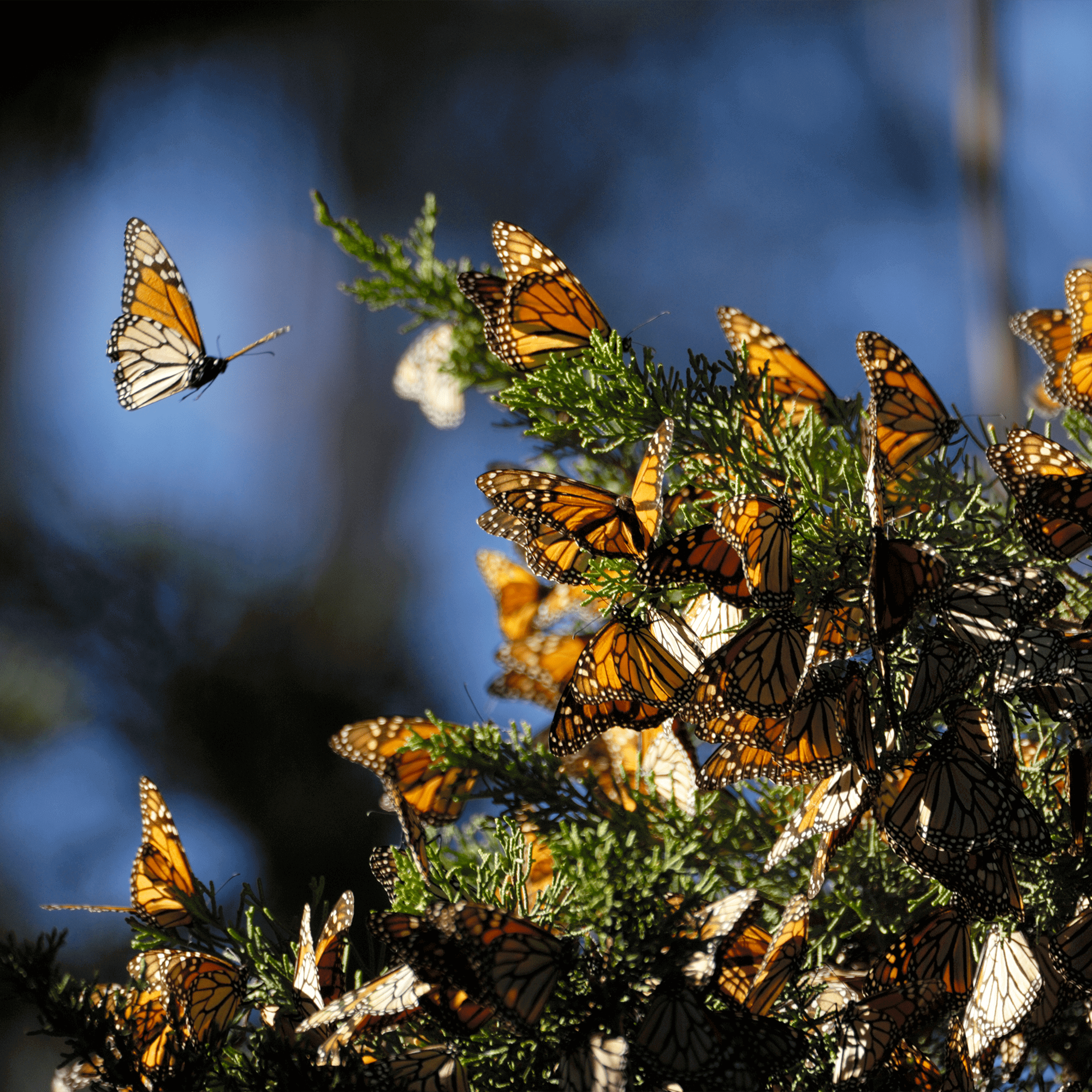 Monarch Butterfly Adoption Kit