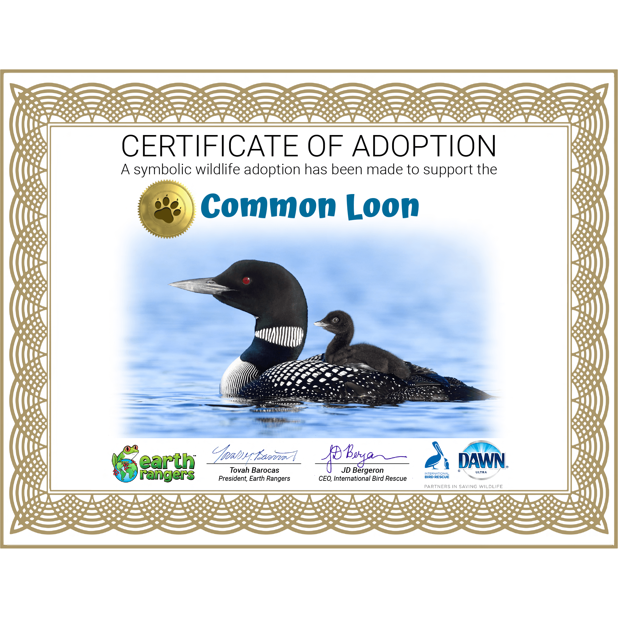 Common Loon Adoption Kit