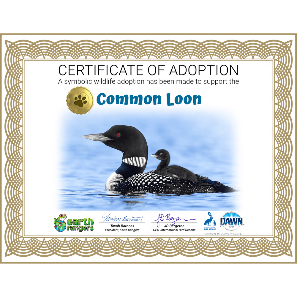 Common Loon Adoption Kit - Plush Bundle