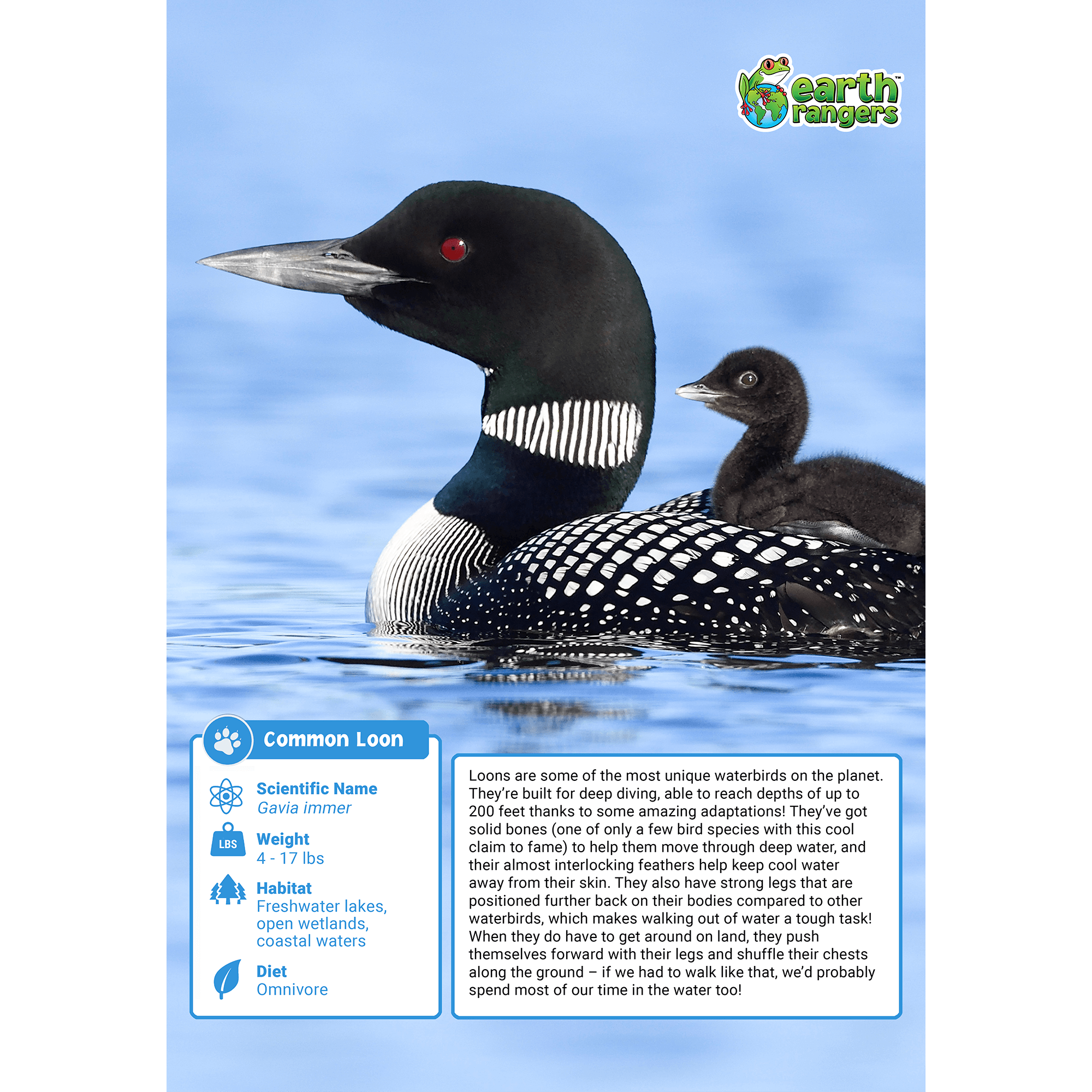 Common Loon Adoption Kit