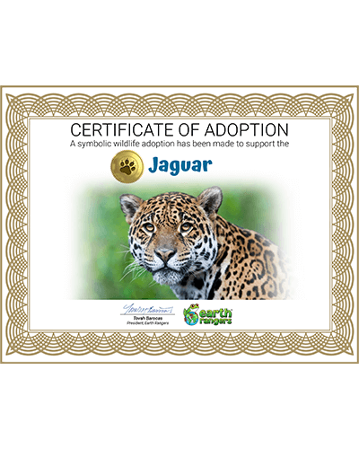 Jaguar Adoption Kit