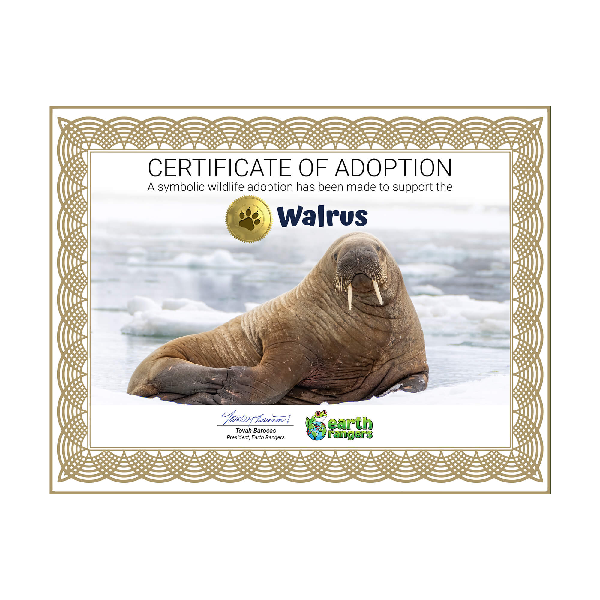 Walrus Adoption Kit - Plush Bundle