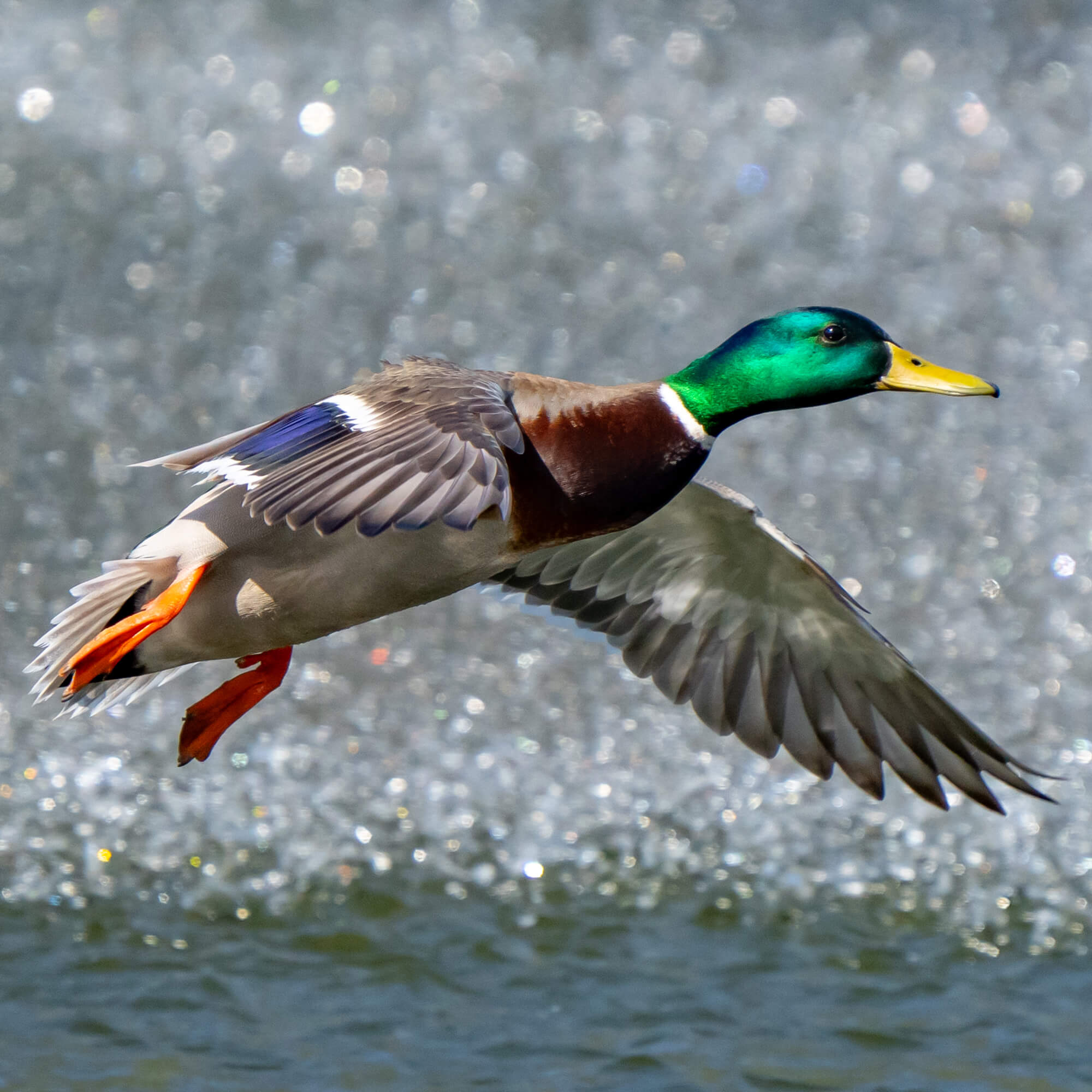 Mallard Adoption Kit - Plush Bundle