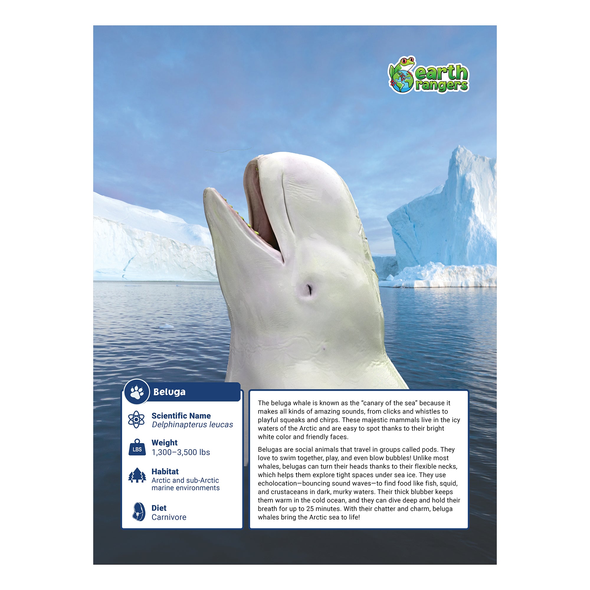 Beluga Whale Adoption Kit - Plush Bundle