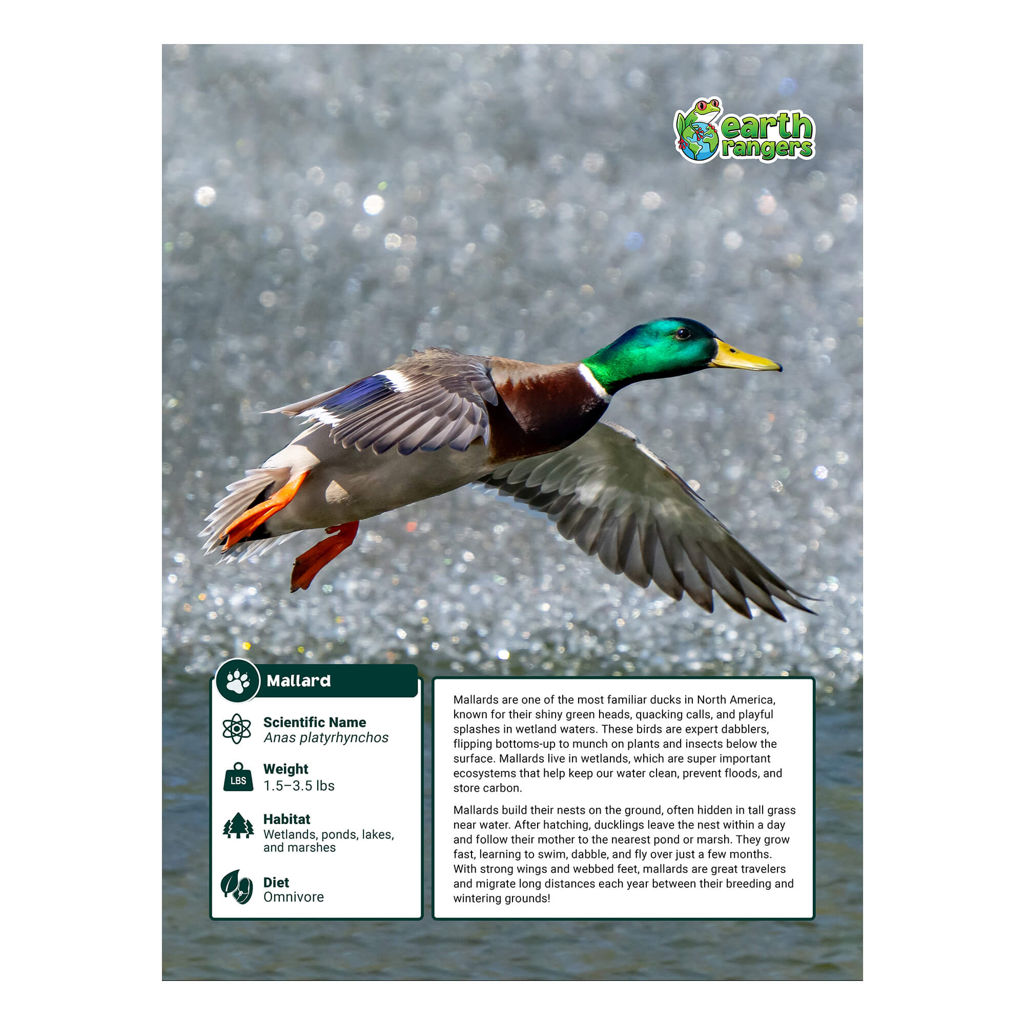 Mallard Adoption Kit - Plush Bundle
