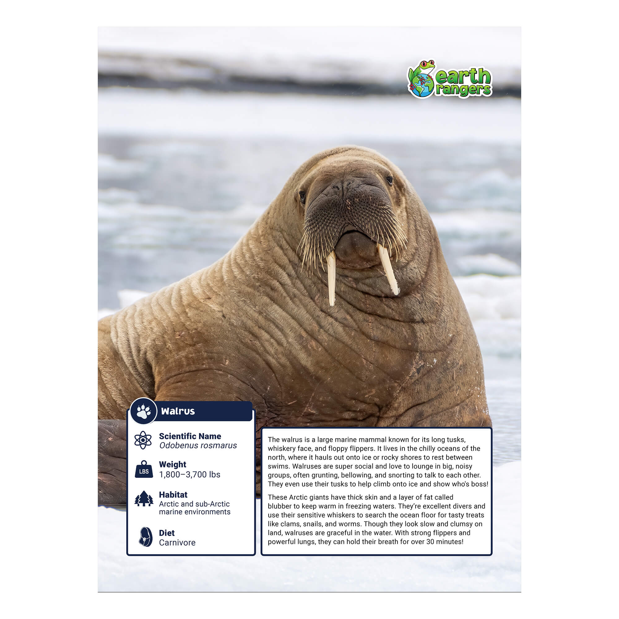 Walrus Adoption Kit - Plush Bundle