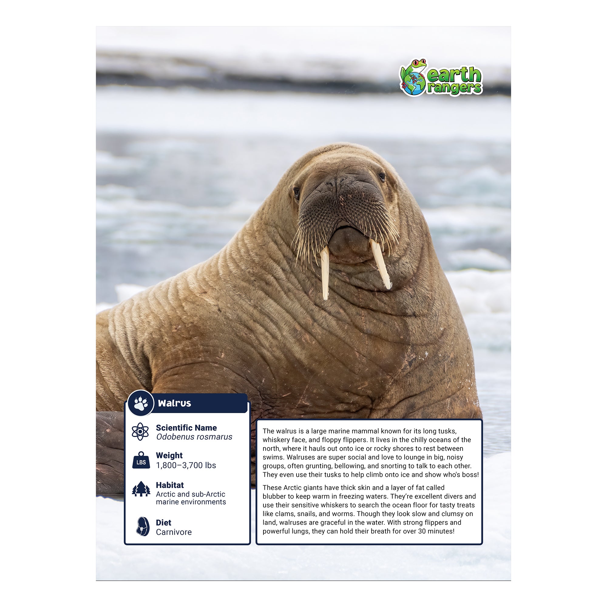 Walrus Adoption Kit - Plush Bundle