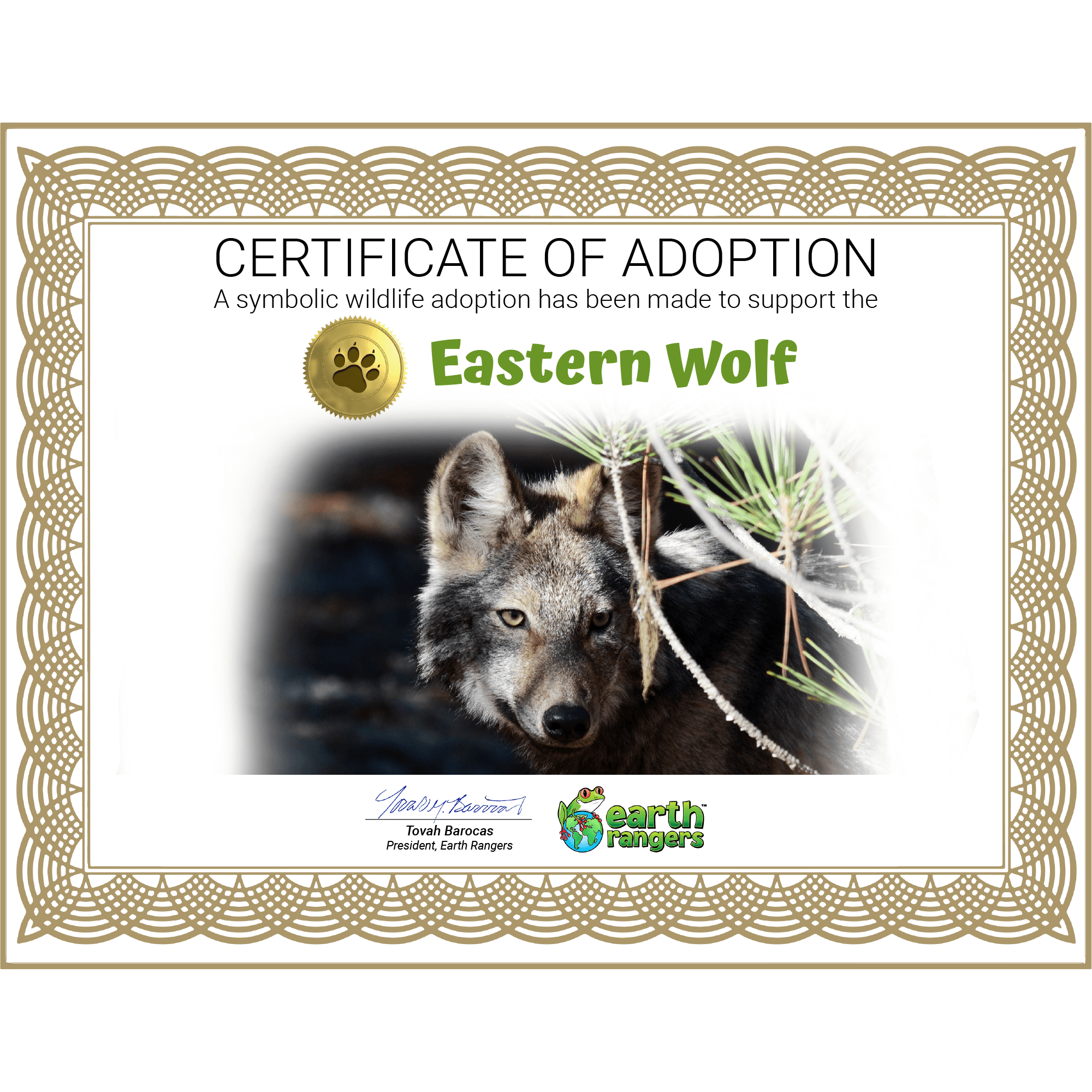 Eastern Wolf Adoption Kit