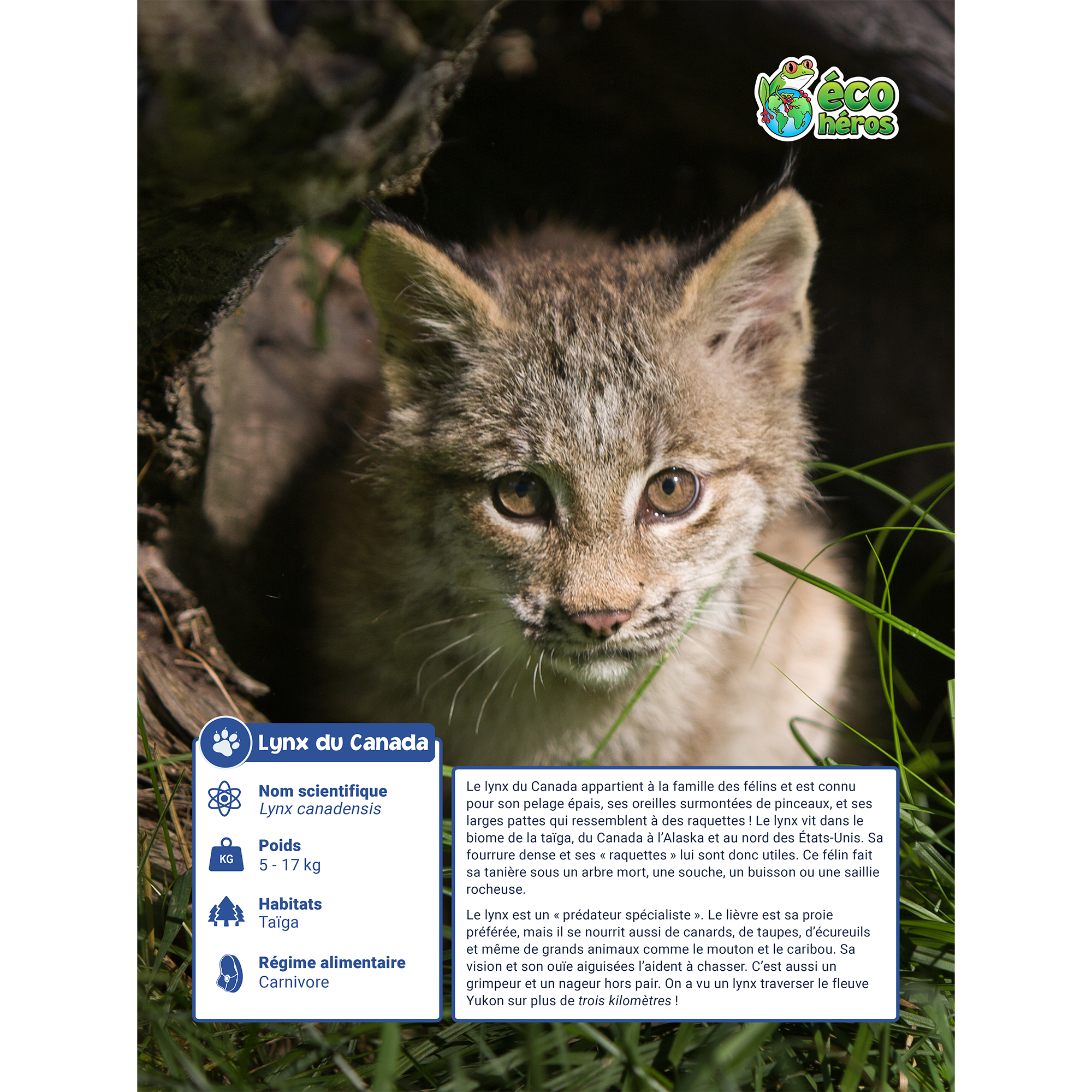 Ensemble d’adoption du lynx du Canada