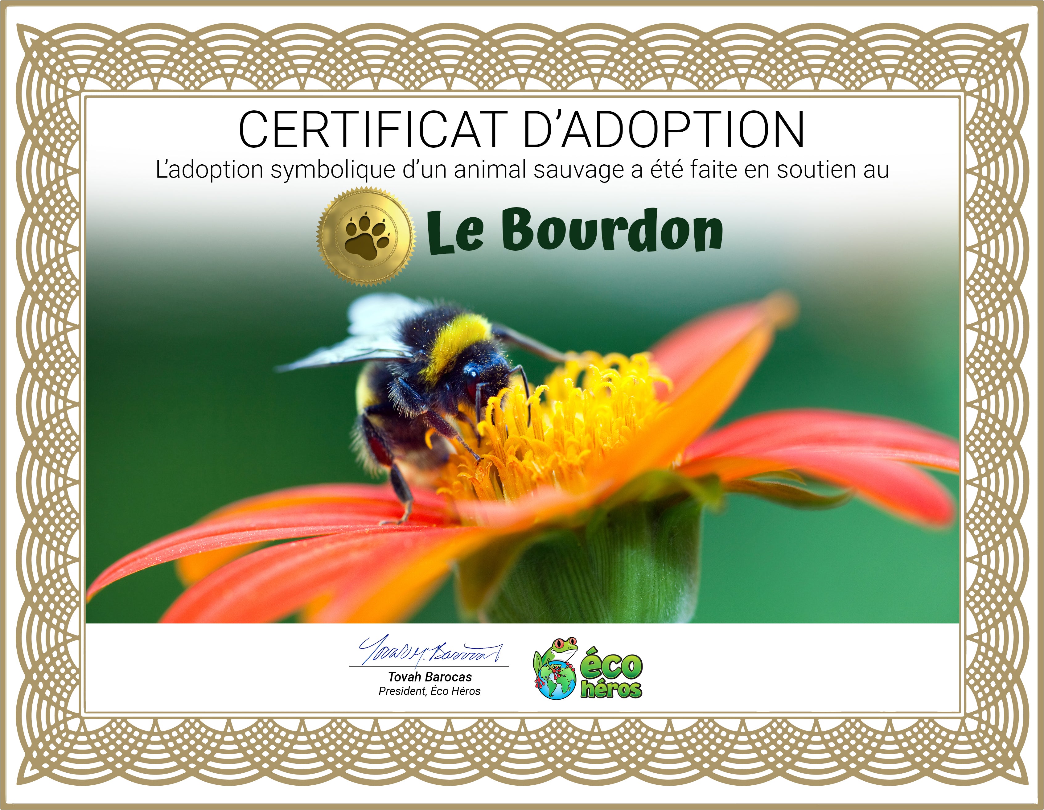 Ensemble d’adoption de bourdon de l’Ouest - Peluche