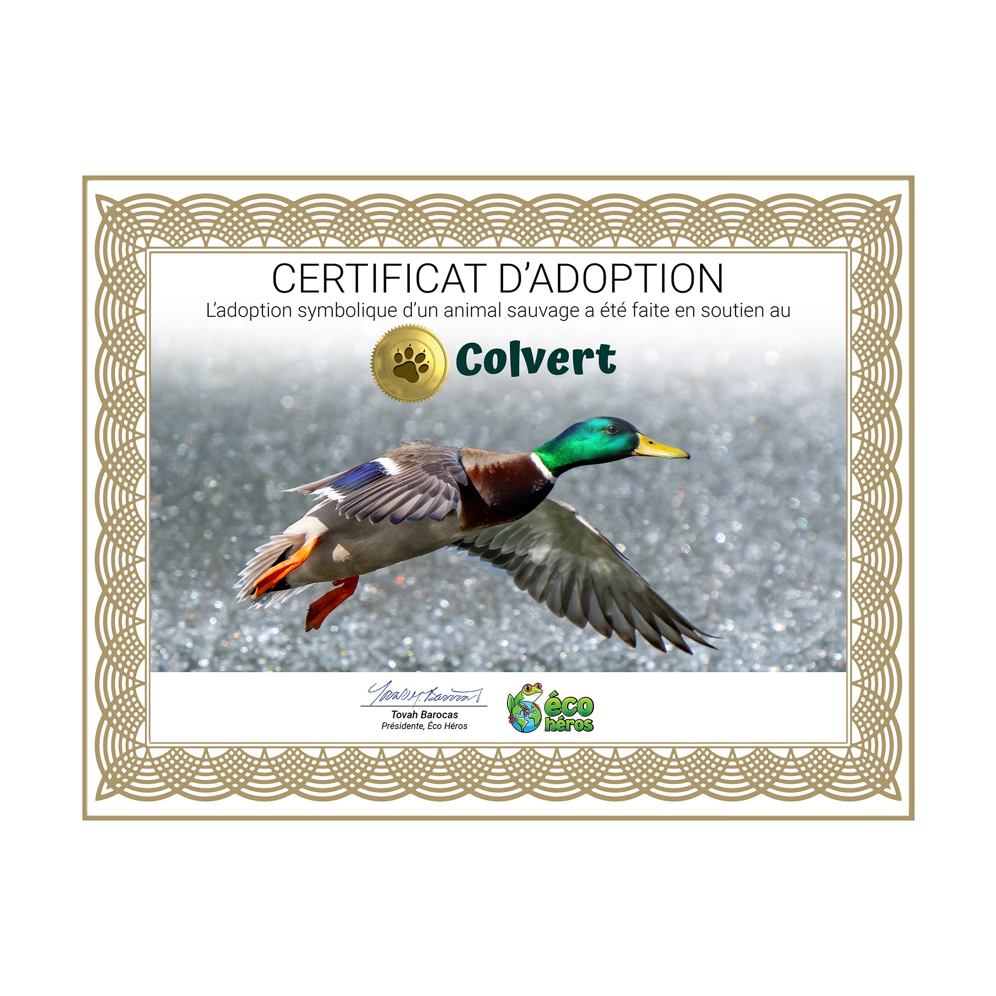 Ensemble d'adoption du colvert - Peluche