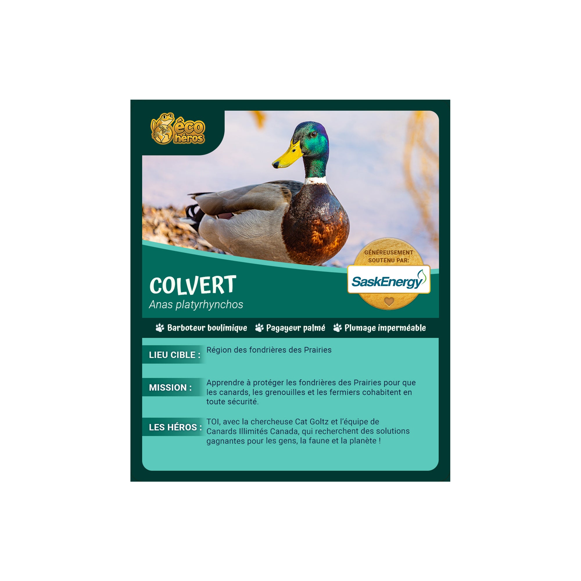Ensemble d'adoption du colvert - Peluche