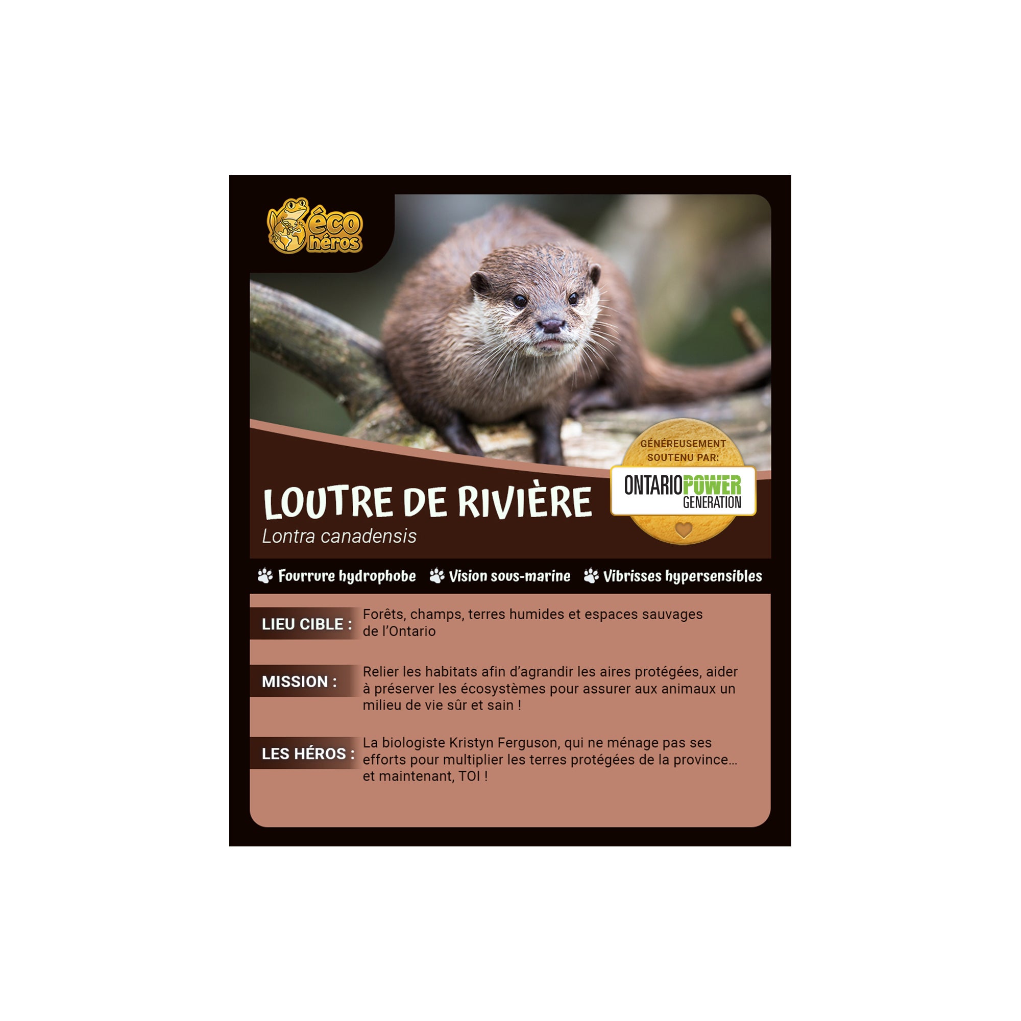 Ensemble d’adoption de la Loutre de Rivière - Peluche