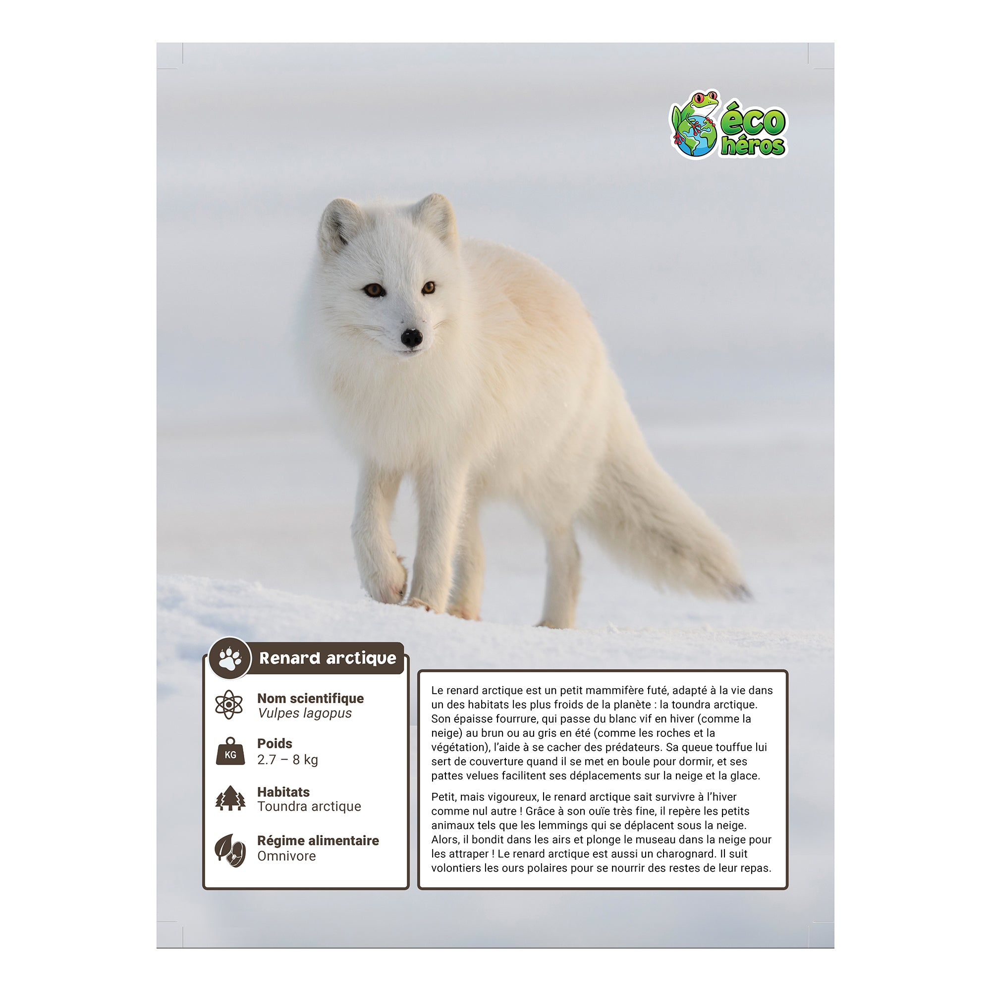Ensemble d'adoption du renard arctique - Peluche