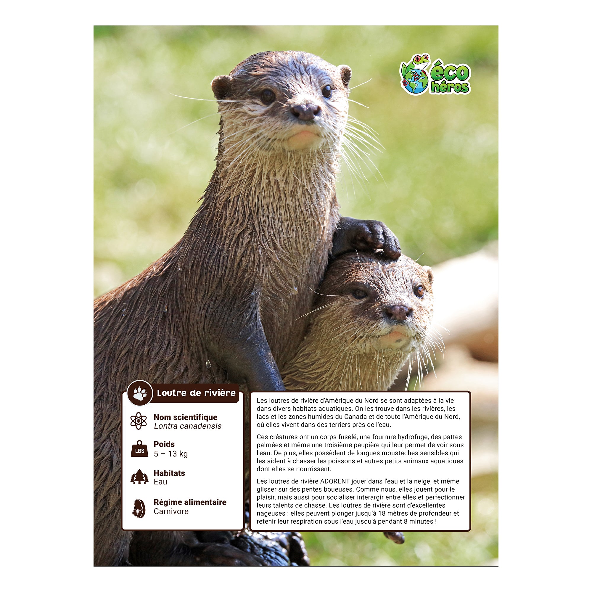 Ensemble d’adoption de la Loutre de Rivière - Peluche