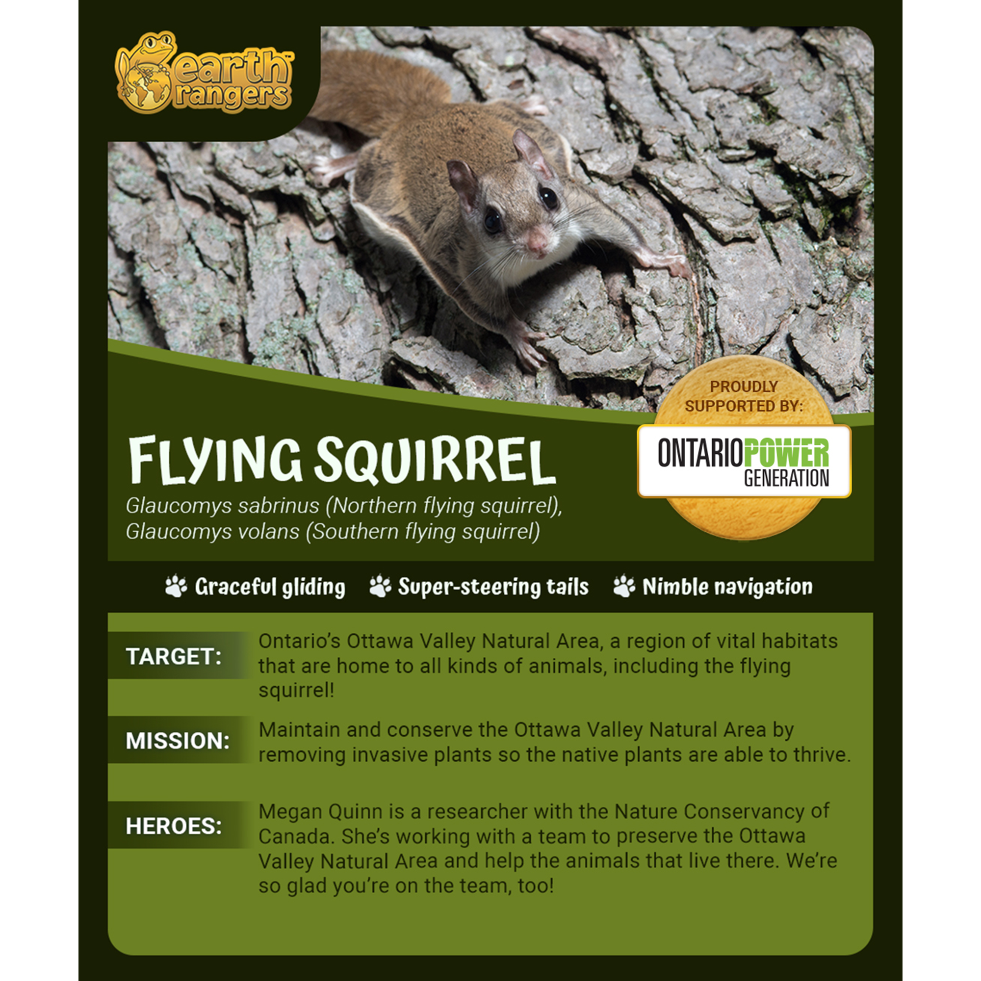 Flying Squirrel Adoption Kit