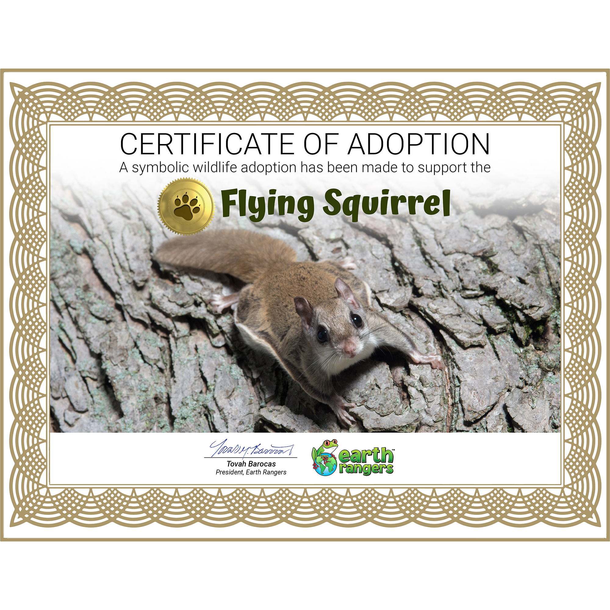 Flying Squirrel Adoption Kit