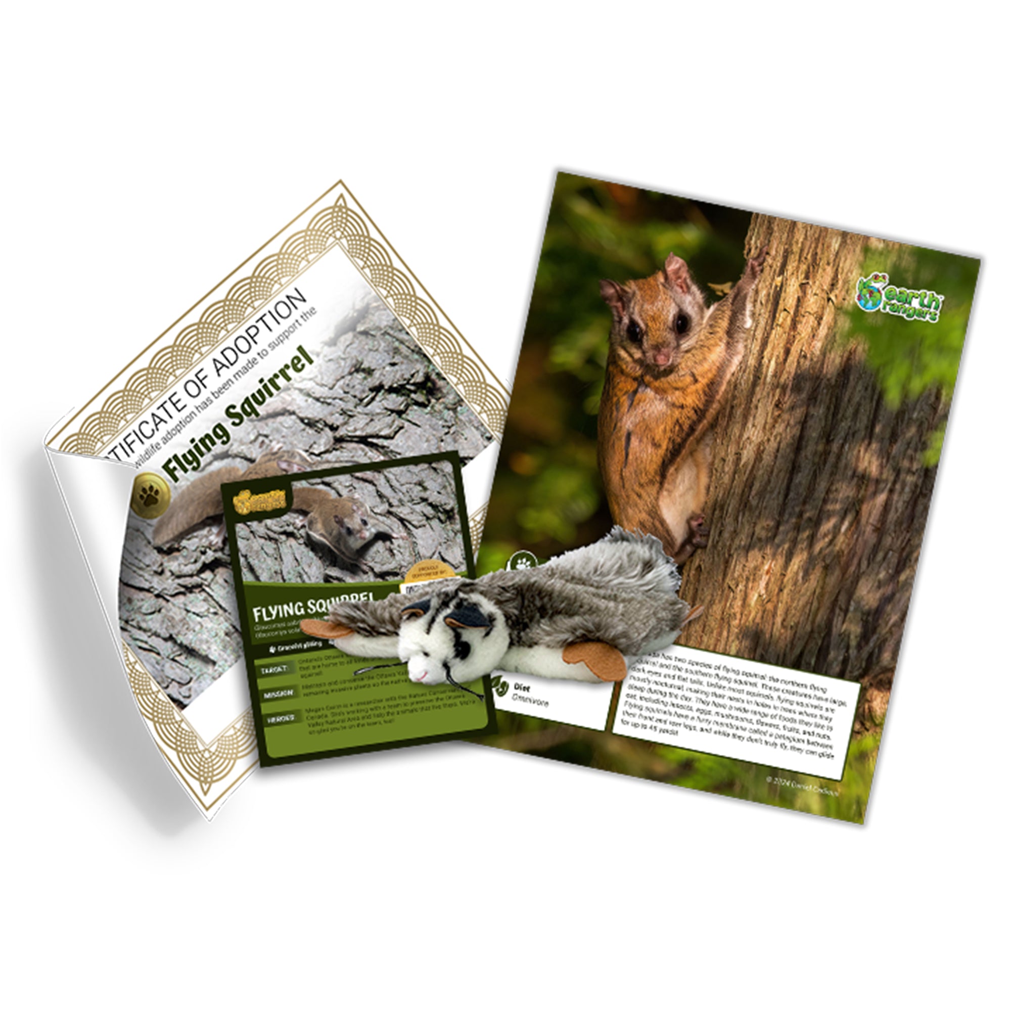 Flying Squirrel Adoption Kit