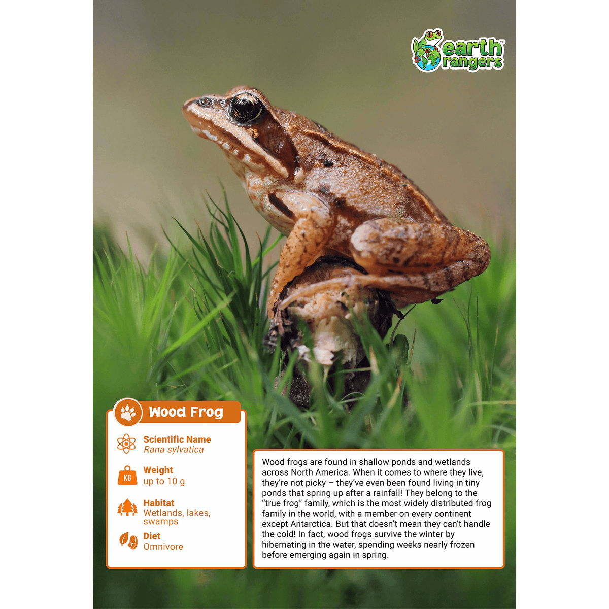 Wood Frog Adoption Kit