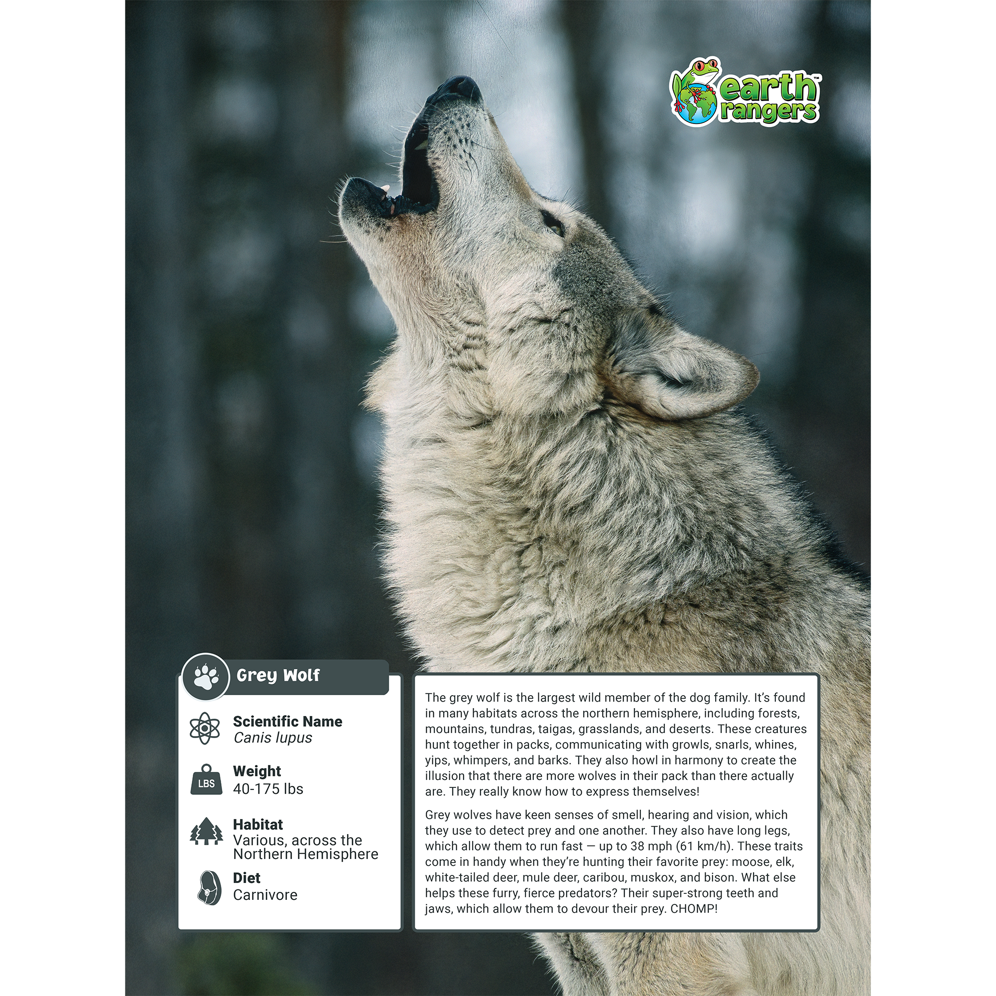 Grey Wolf Adoption Kit