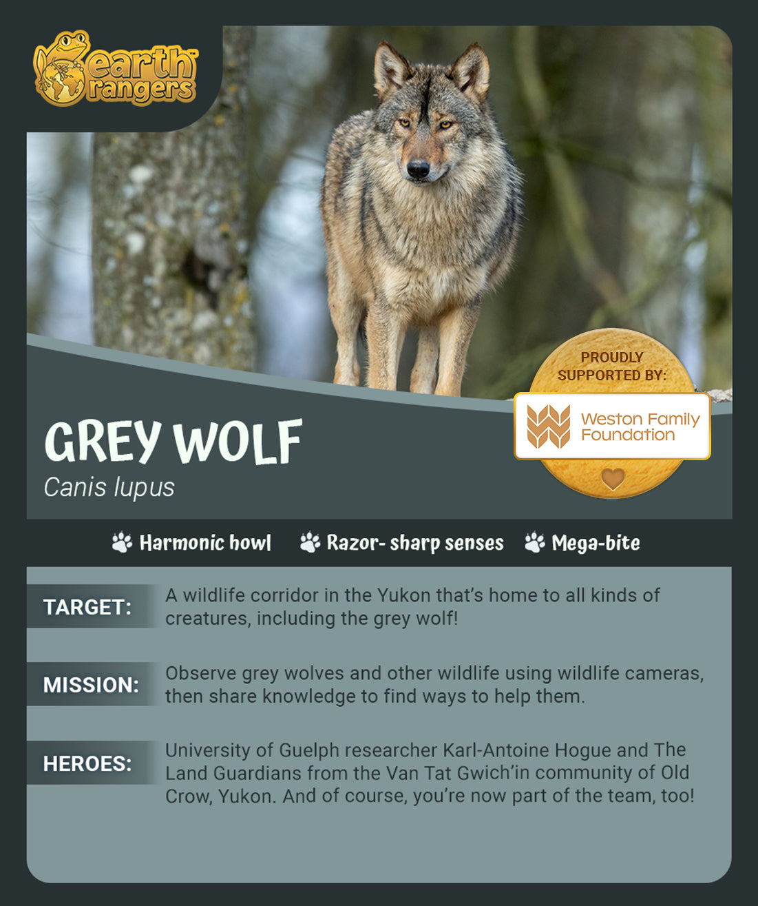 Ensemble d’adoption du loup gris