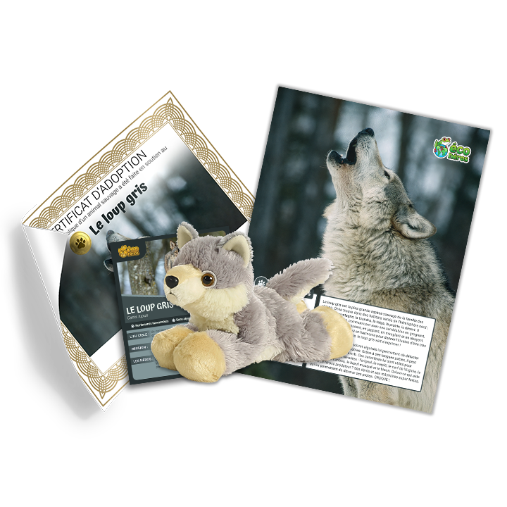 Ensemble d’adoption du loup gris