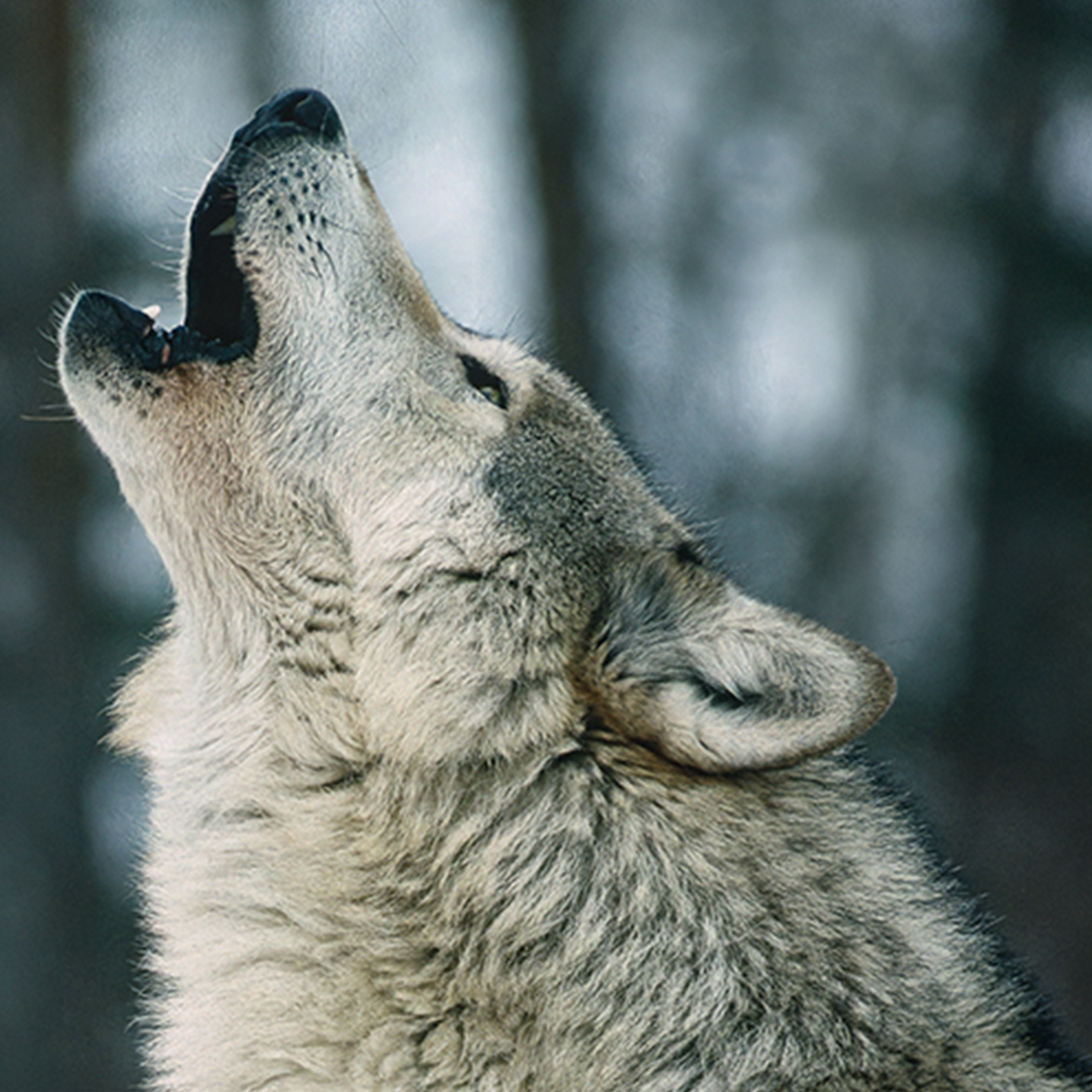 Grey Wolf Adoption Kit