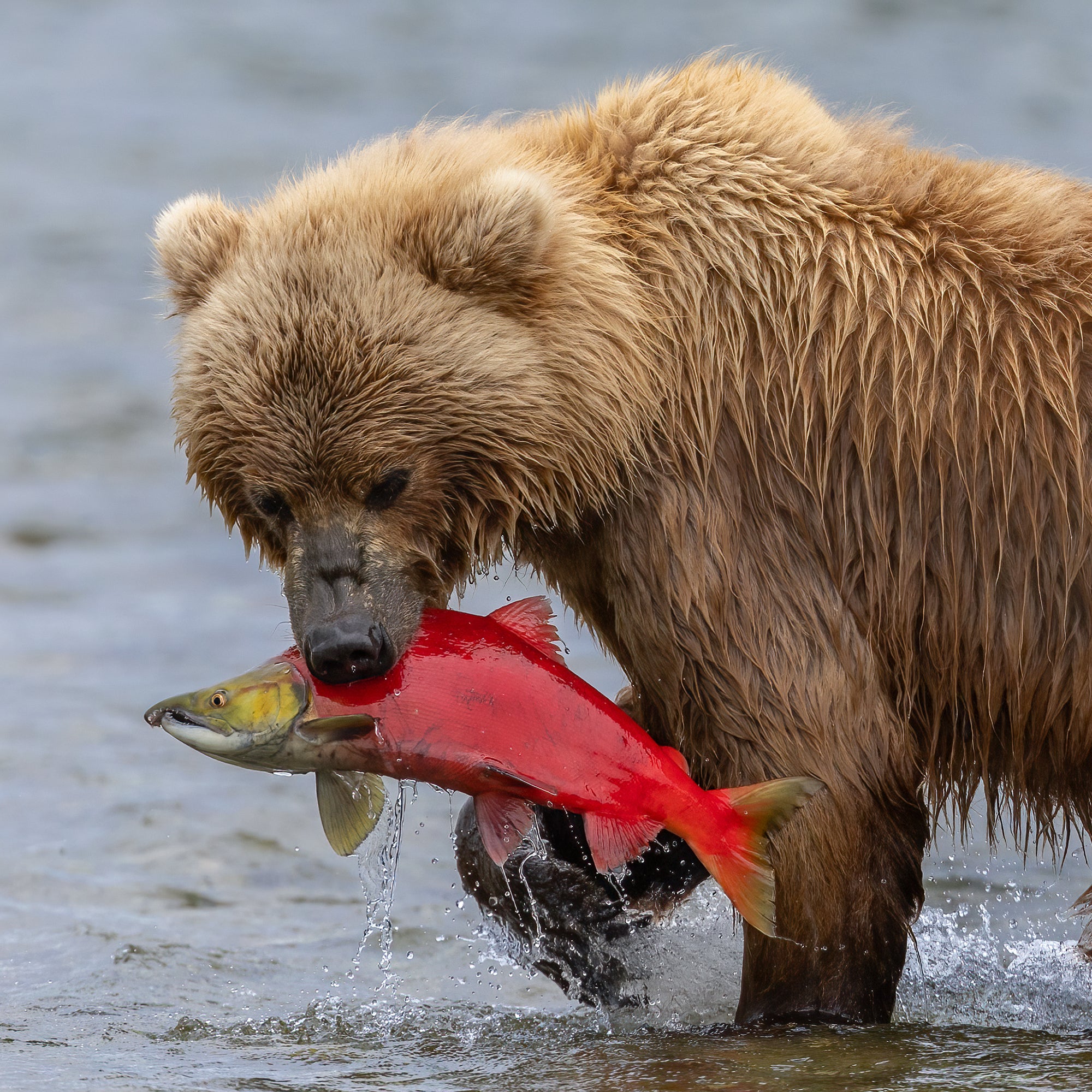 Grizzly Bear Adoption Kit