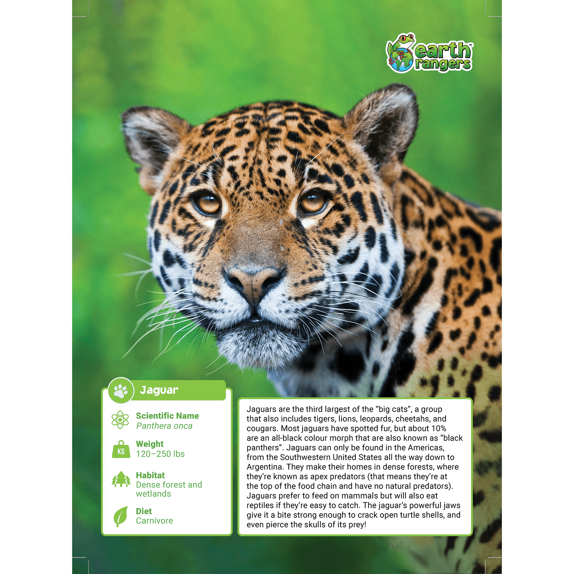 Jaguar Adoption Kit 