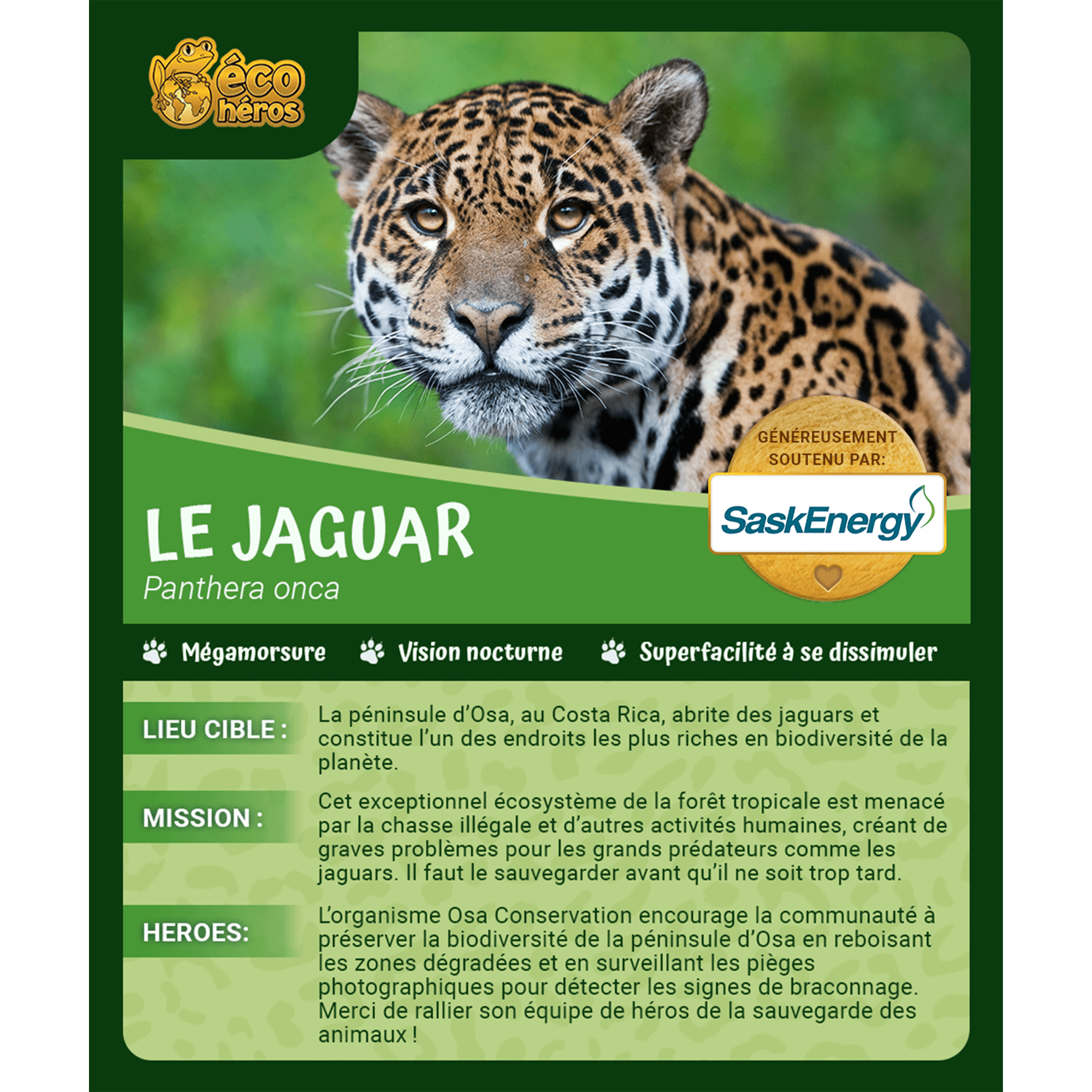 Ensemble d’adoption de jaguar