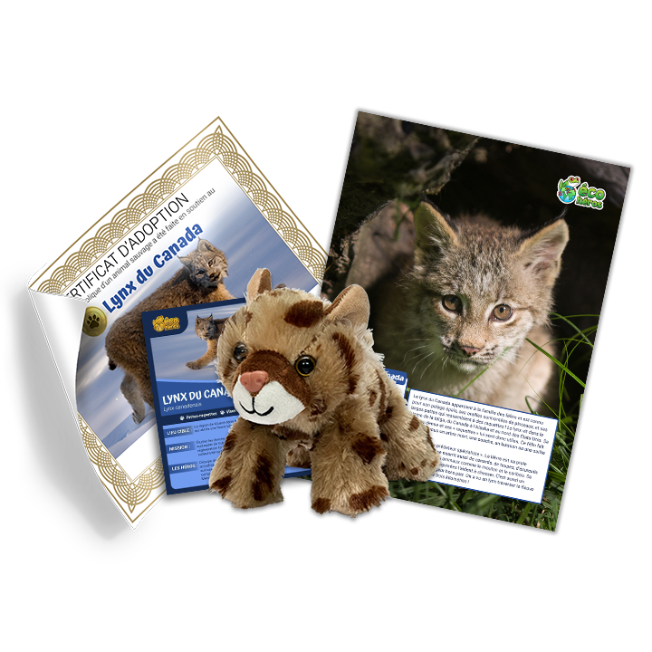 Ensemble d’adoption du lynx du Canada