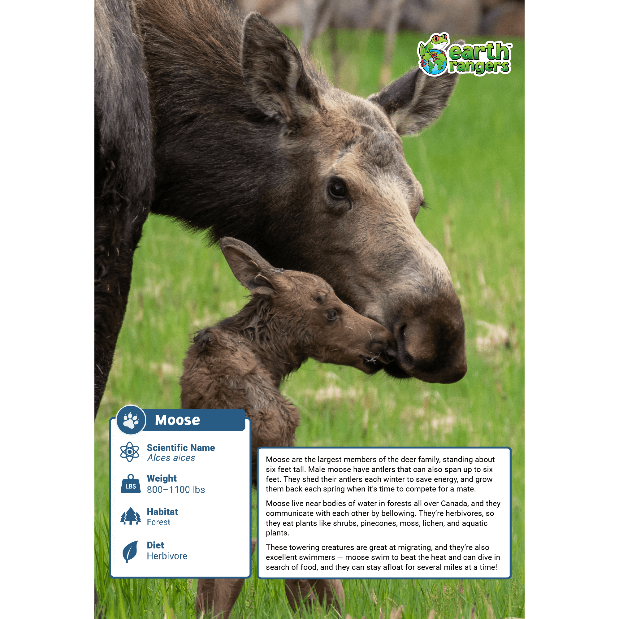 Moose Adoption Kit