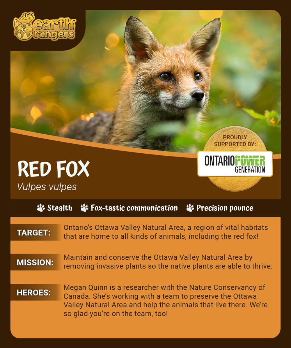 Red Fox Adoption Kit - Plush Bundle